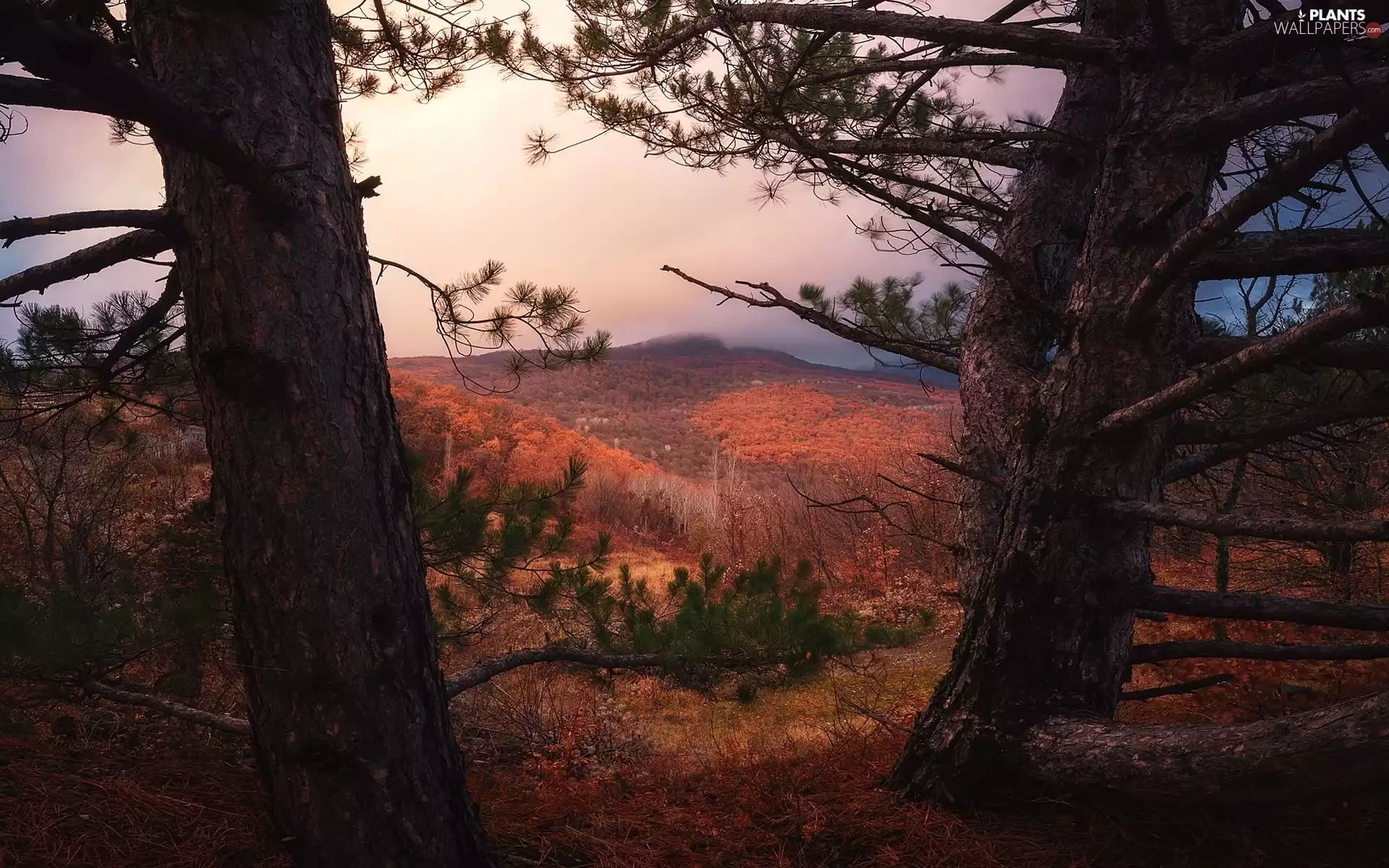 pine, The Hills, trees, viewes, autumn