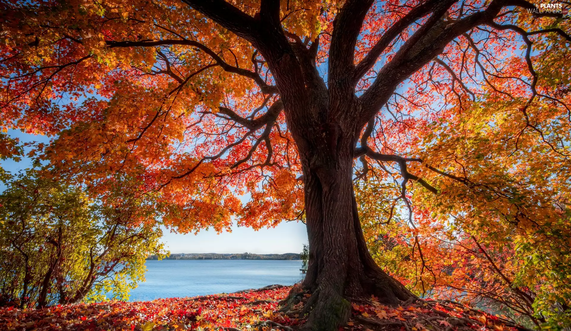 autumn, Leaf, lake, trees