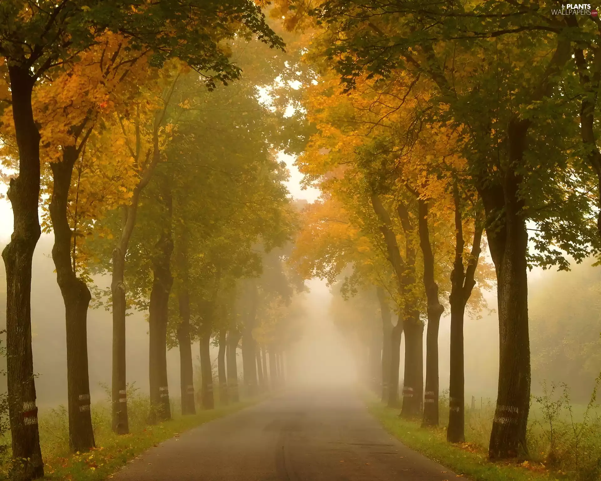 autumn, viewes, lane, trees