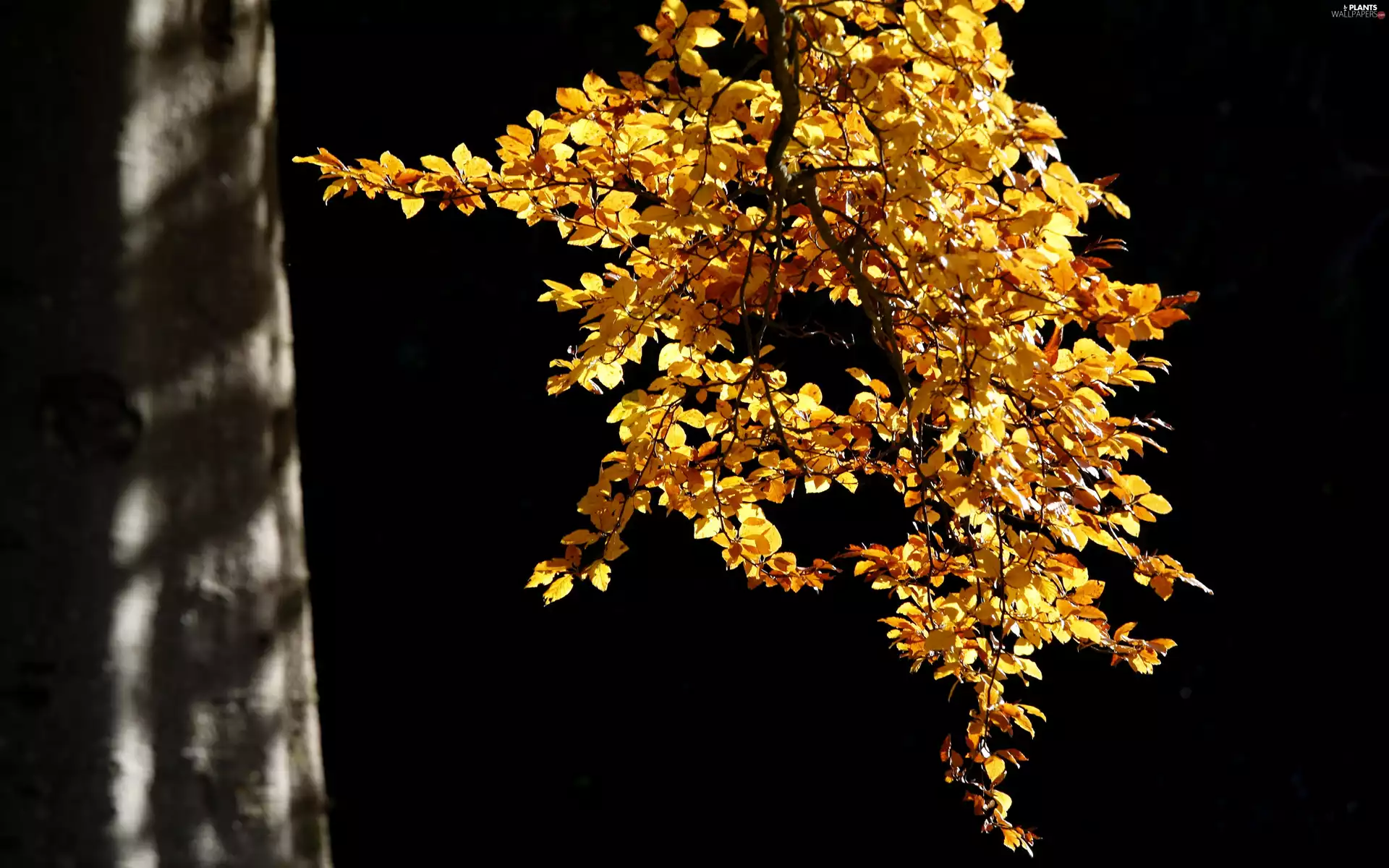 autumn, branch, Leaf, trees