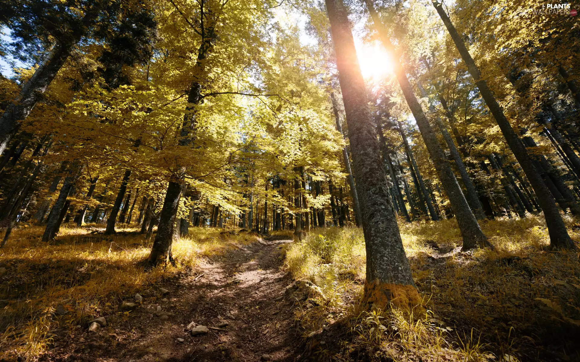 Way, Leaf, luminosity, trees, sunny, sun, forest, ligh, viewes, autumn, grass, flash, Yellowed