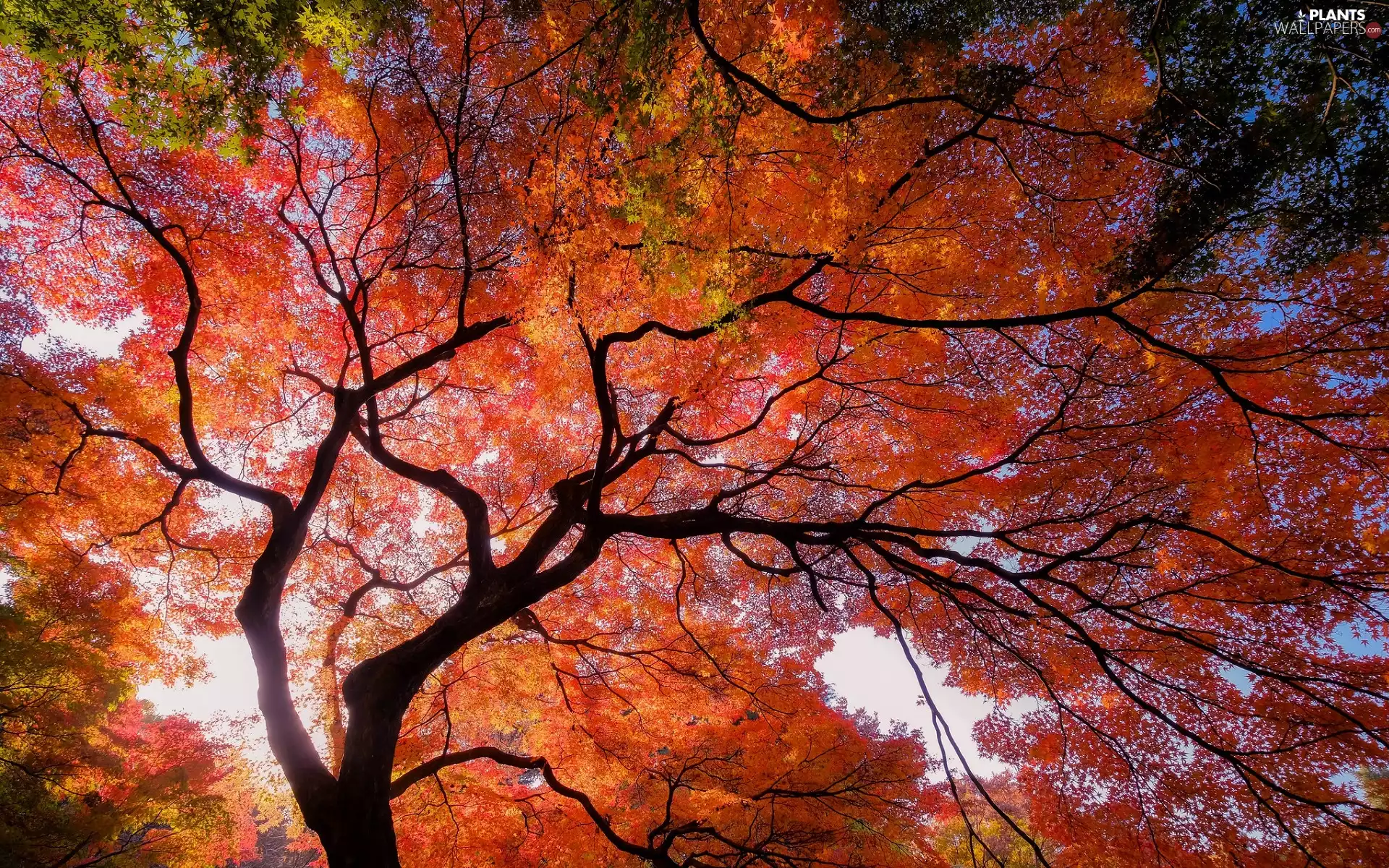 Autumn, Crown, maple, trees