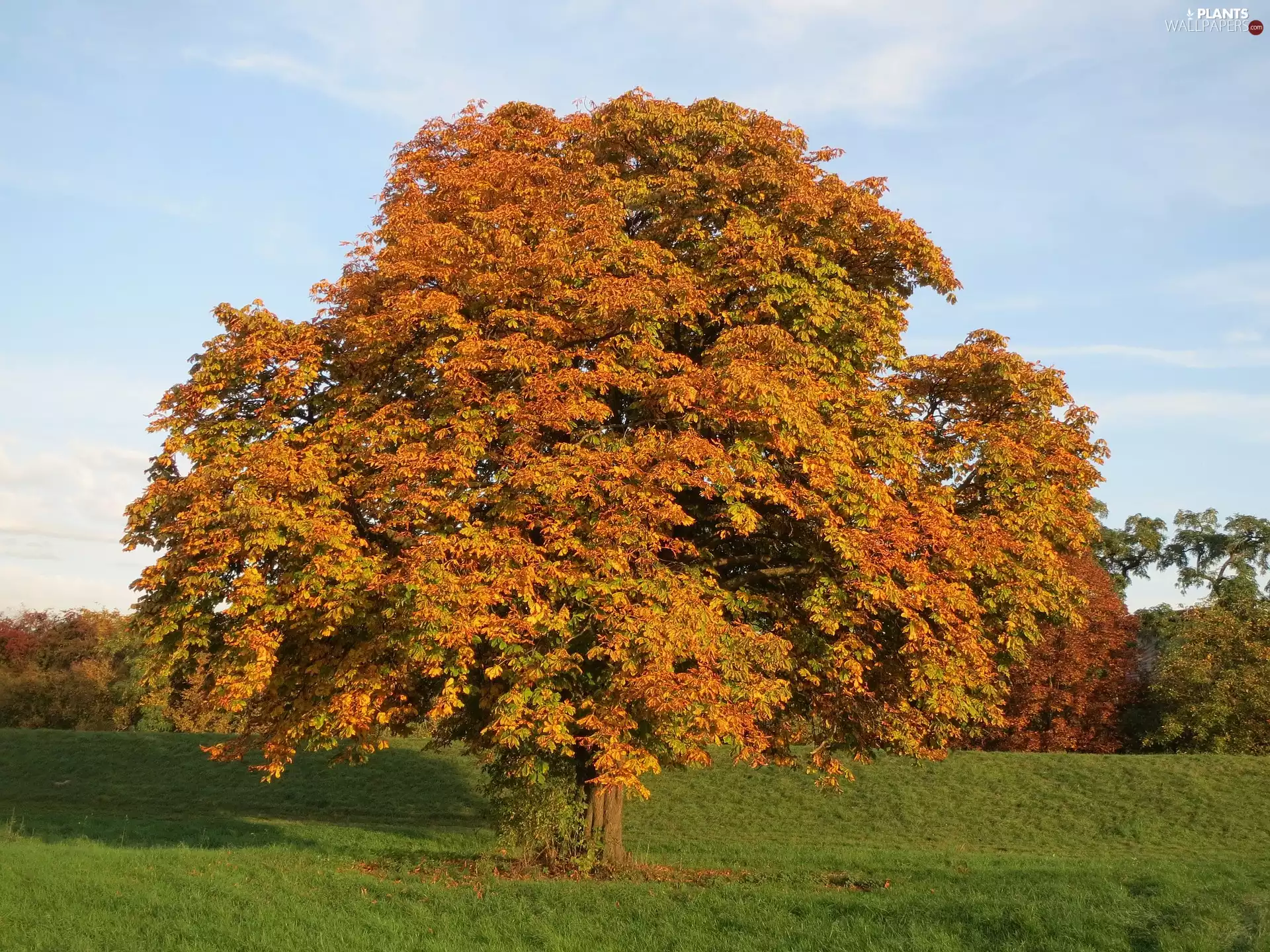autumn, chestnut, Meadow, trees