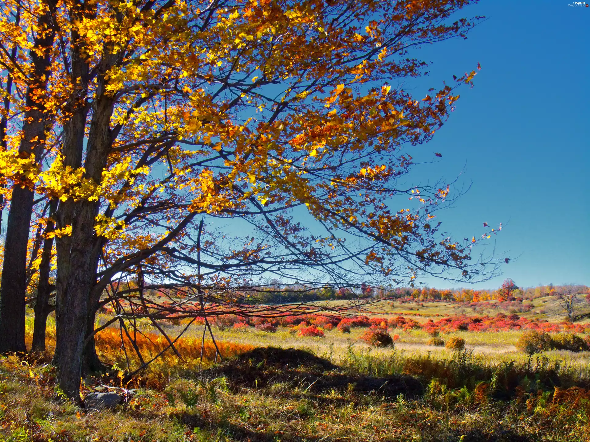 autumn, viewes, Meadow, trees