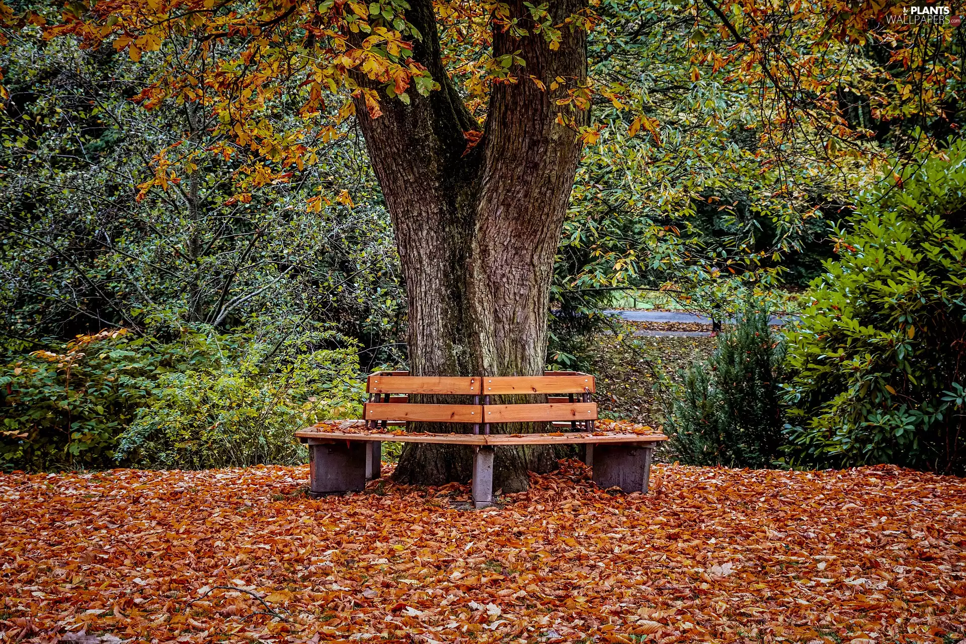 autumn, bench, Park, trees