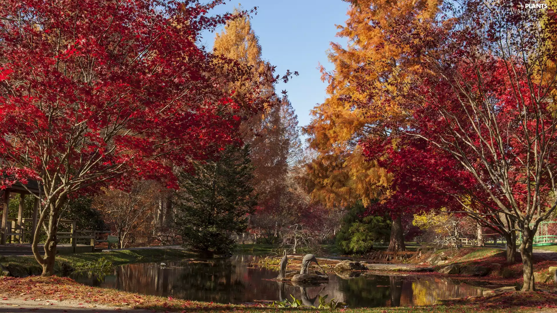 Pond - car, Park, trees, viewes, autumn