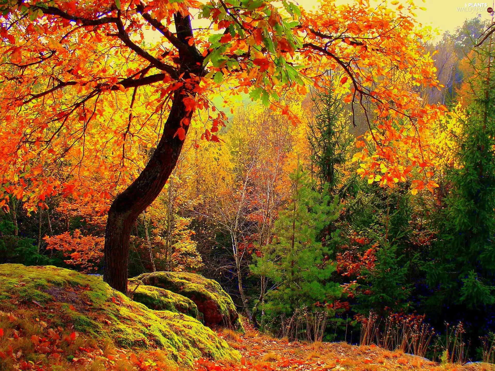 autumn, viewes, Plants, trees