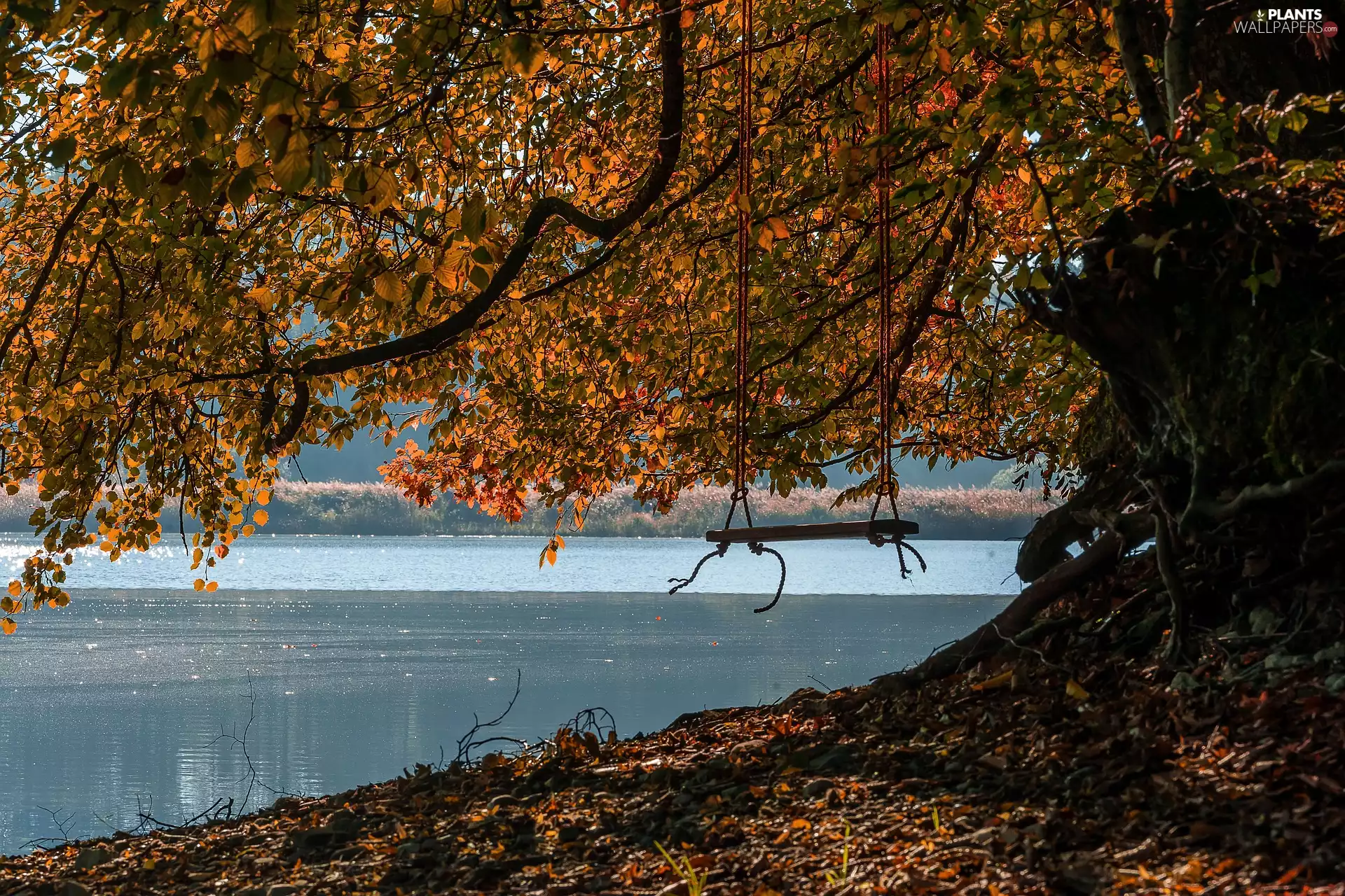 autumn, Swing, River, trees