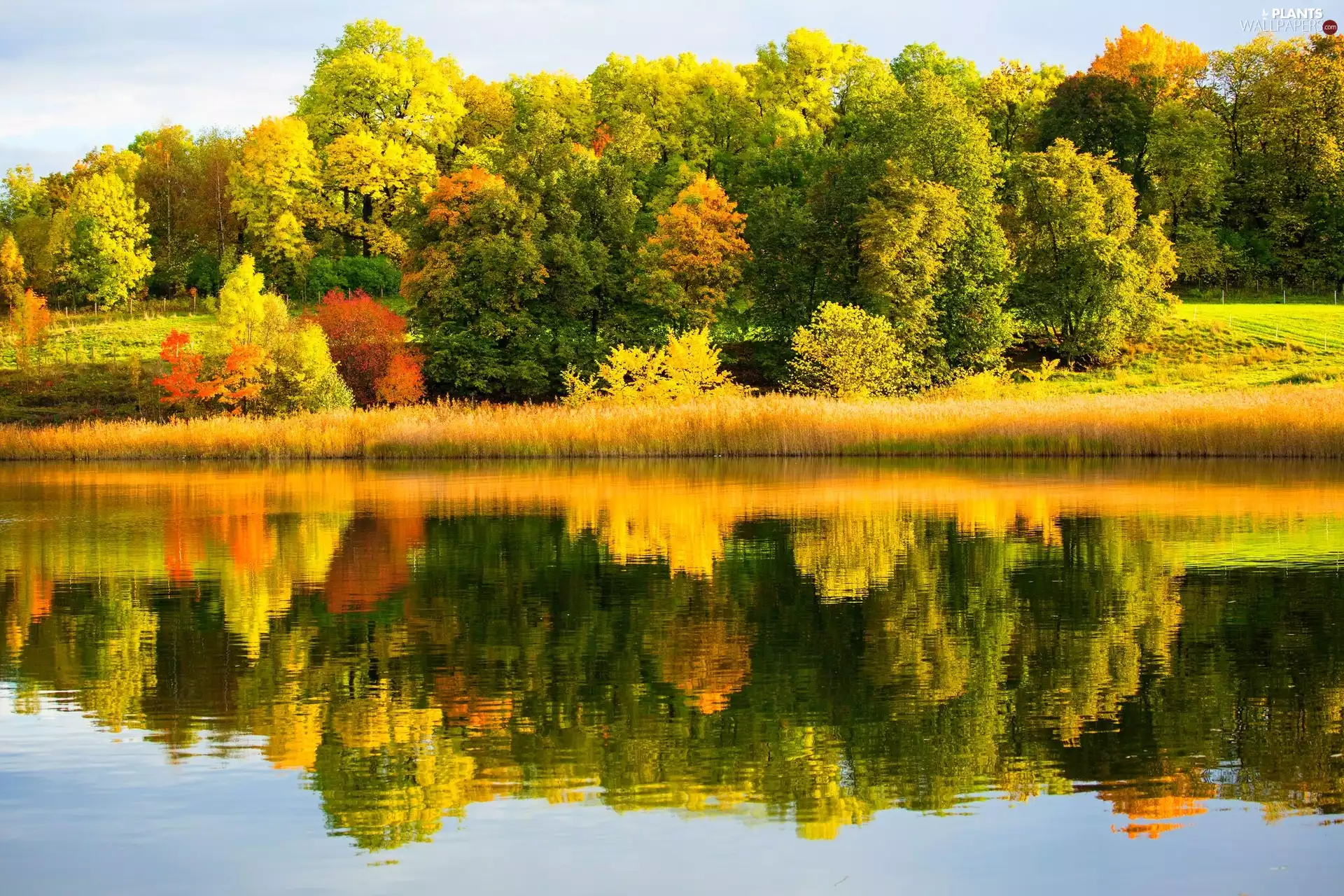 autumn, viewes, River, trees