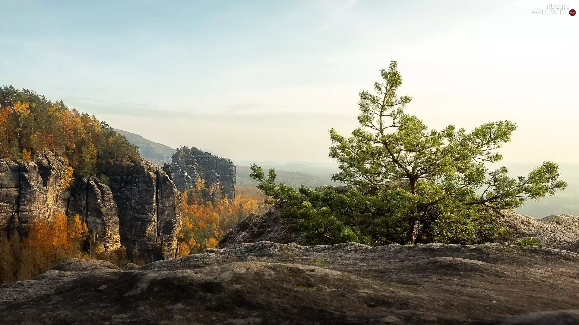 pine, rocks, Saxon Switzerland National Park, trees, autumn, Děčínská vrchovina, Germany