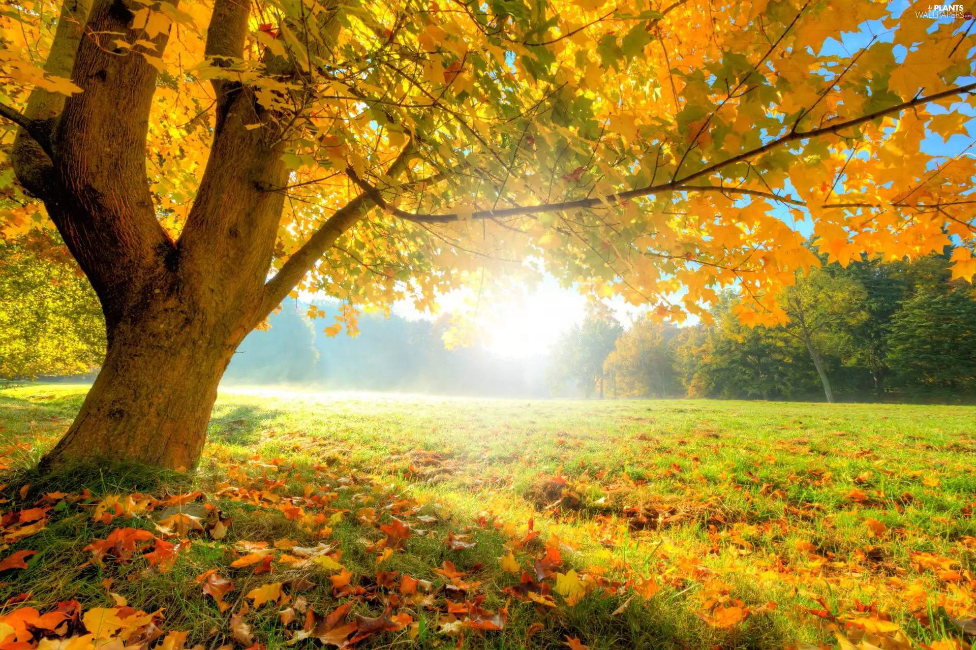 autumn, rays, sun, trees