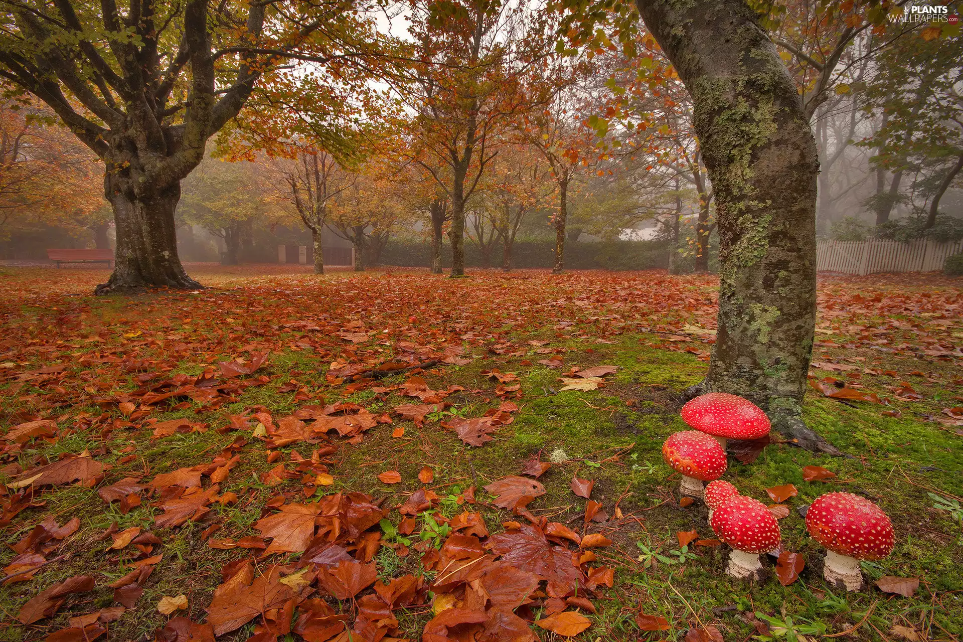 autumn, viewes, toadstools, trees