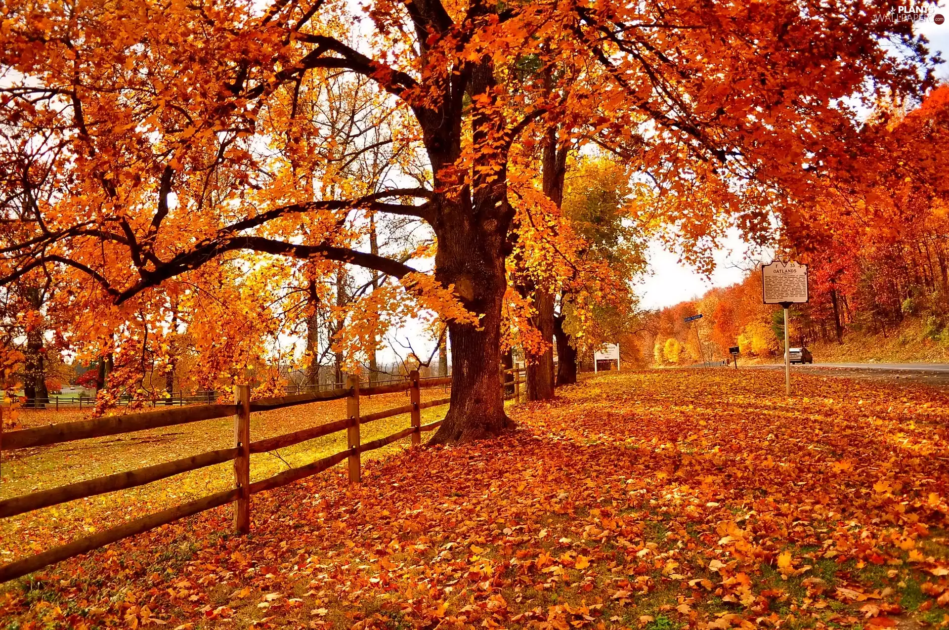 autumn, viewes, Way, trees