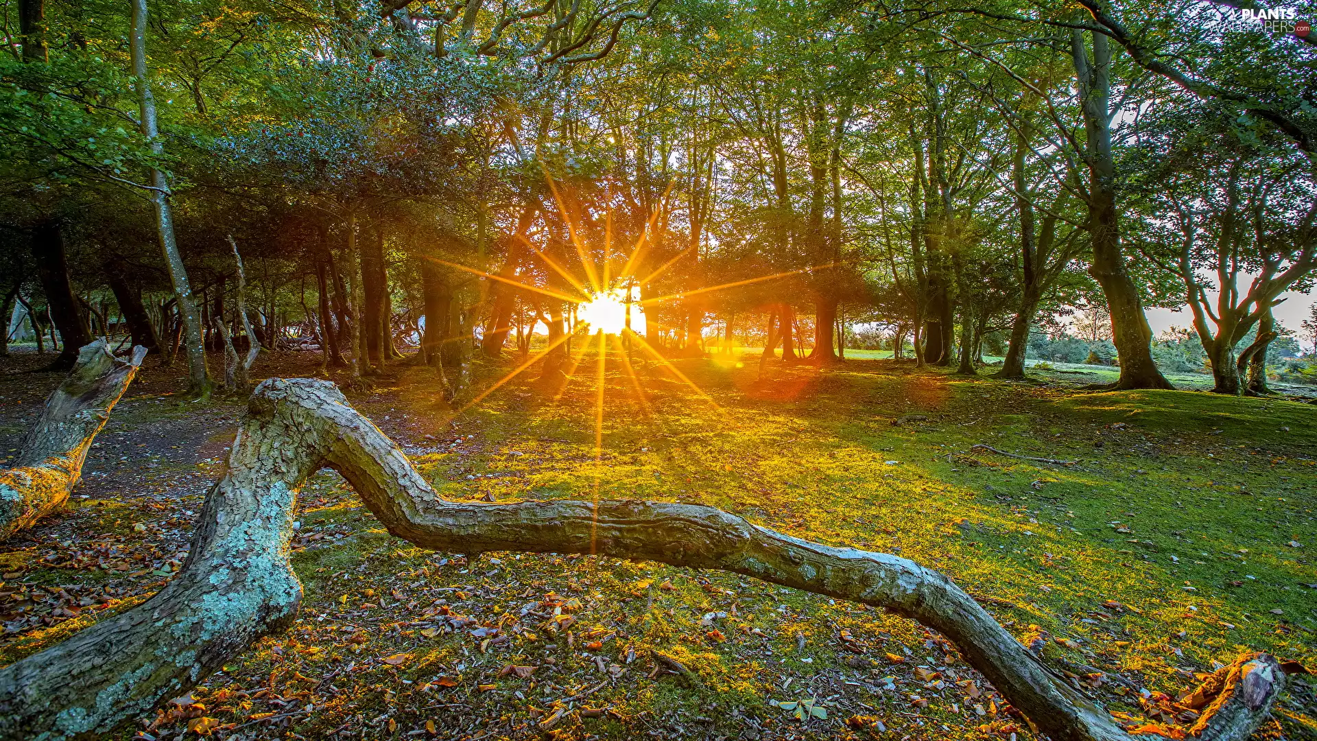 trees, rays of the Sun, Lod on the beach, viewes