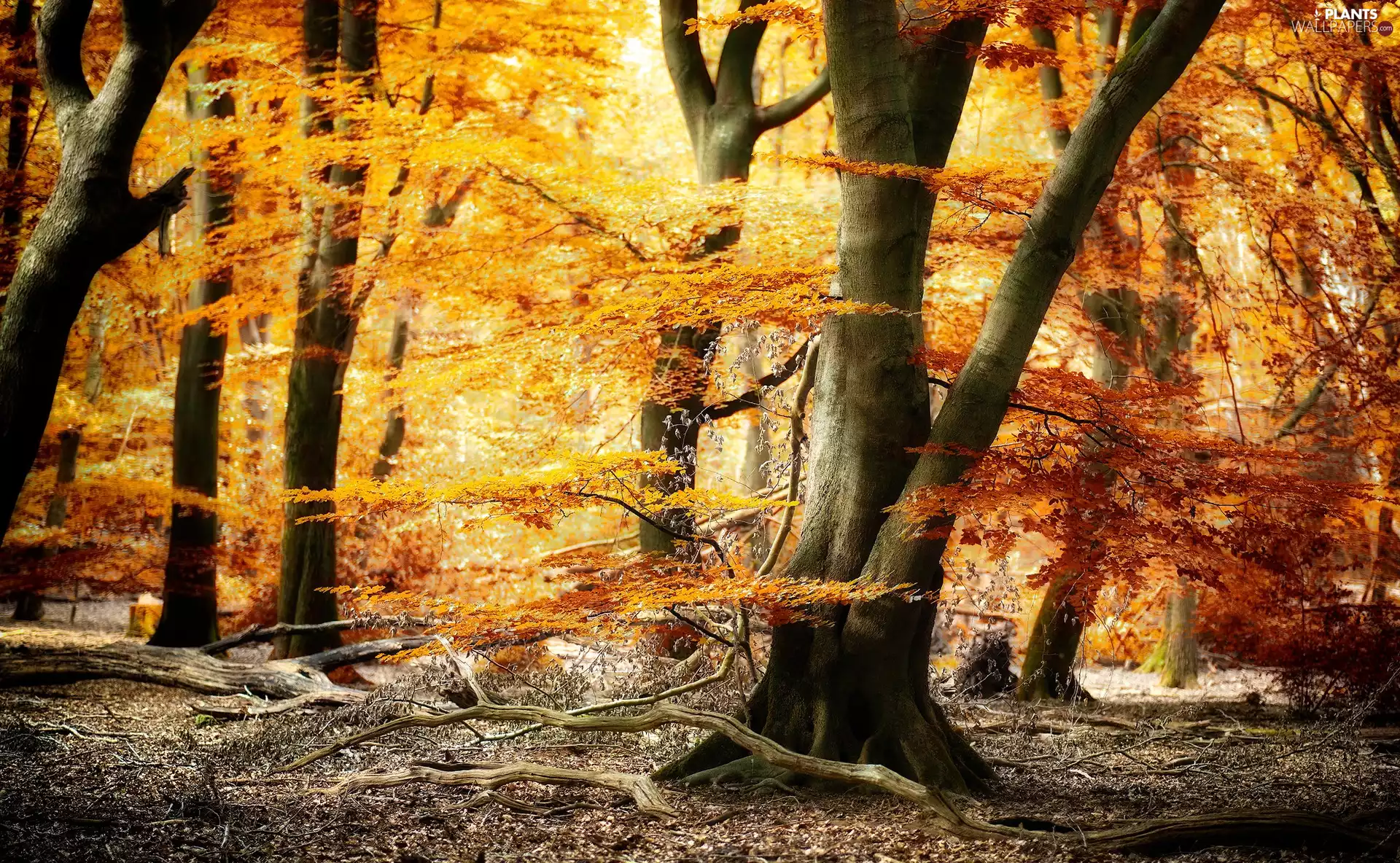 trees, forest, Leaf, Lod on the beach, viewes, autumn