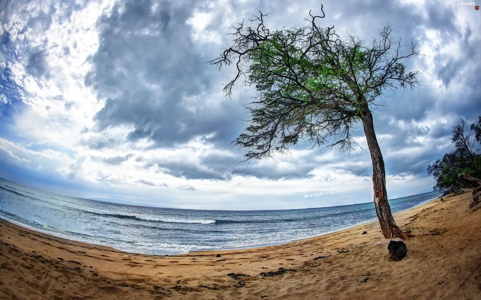 trees, sea, Beaches