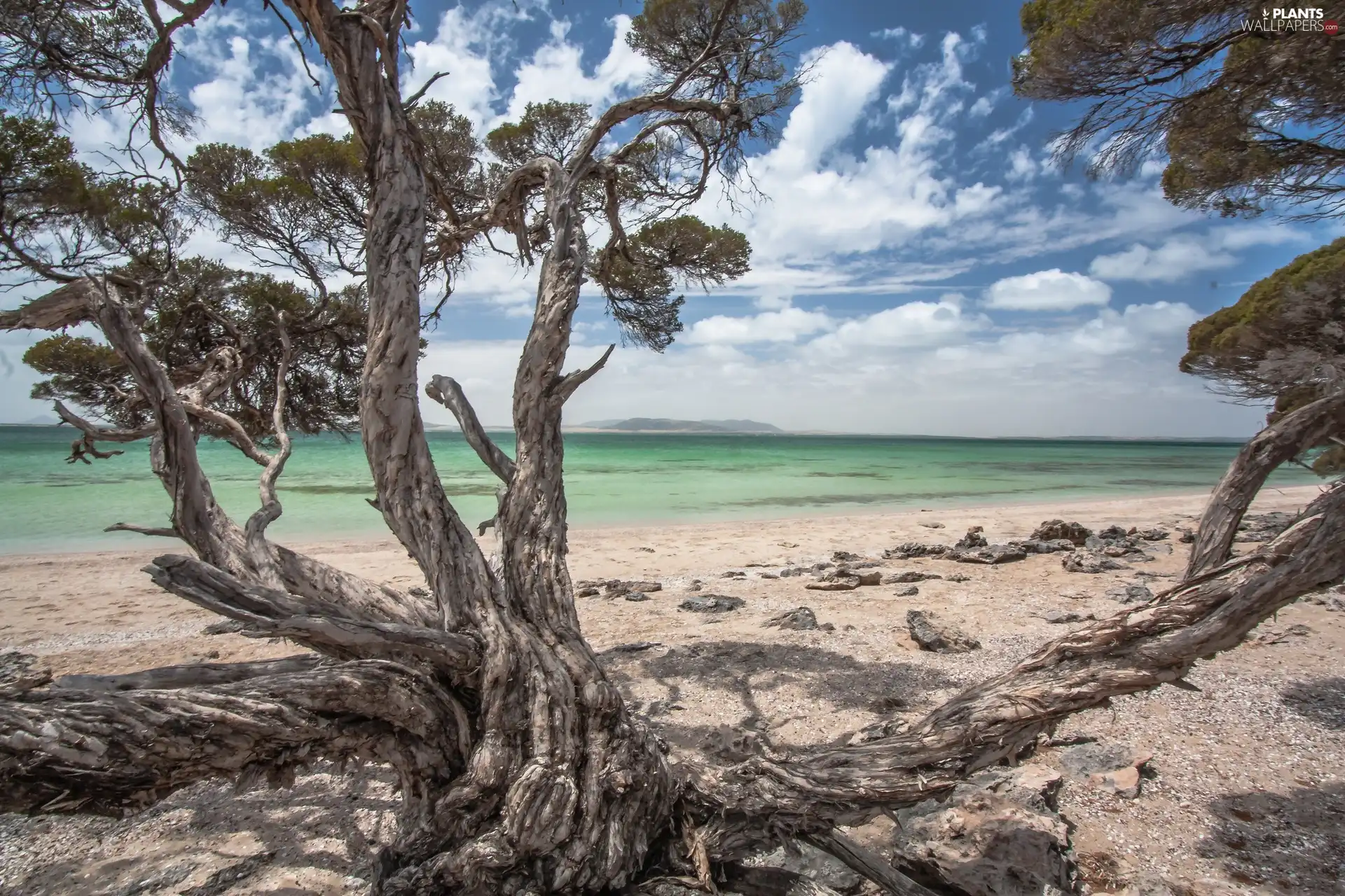 trees, sea, Beaches