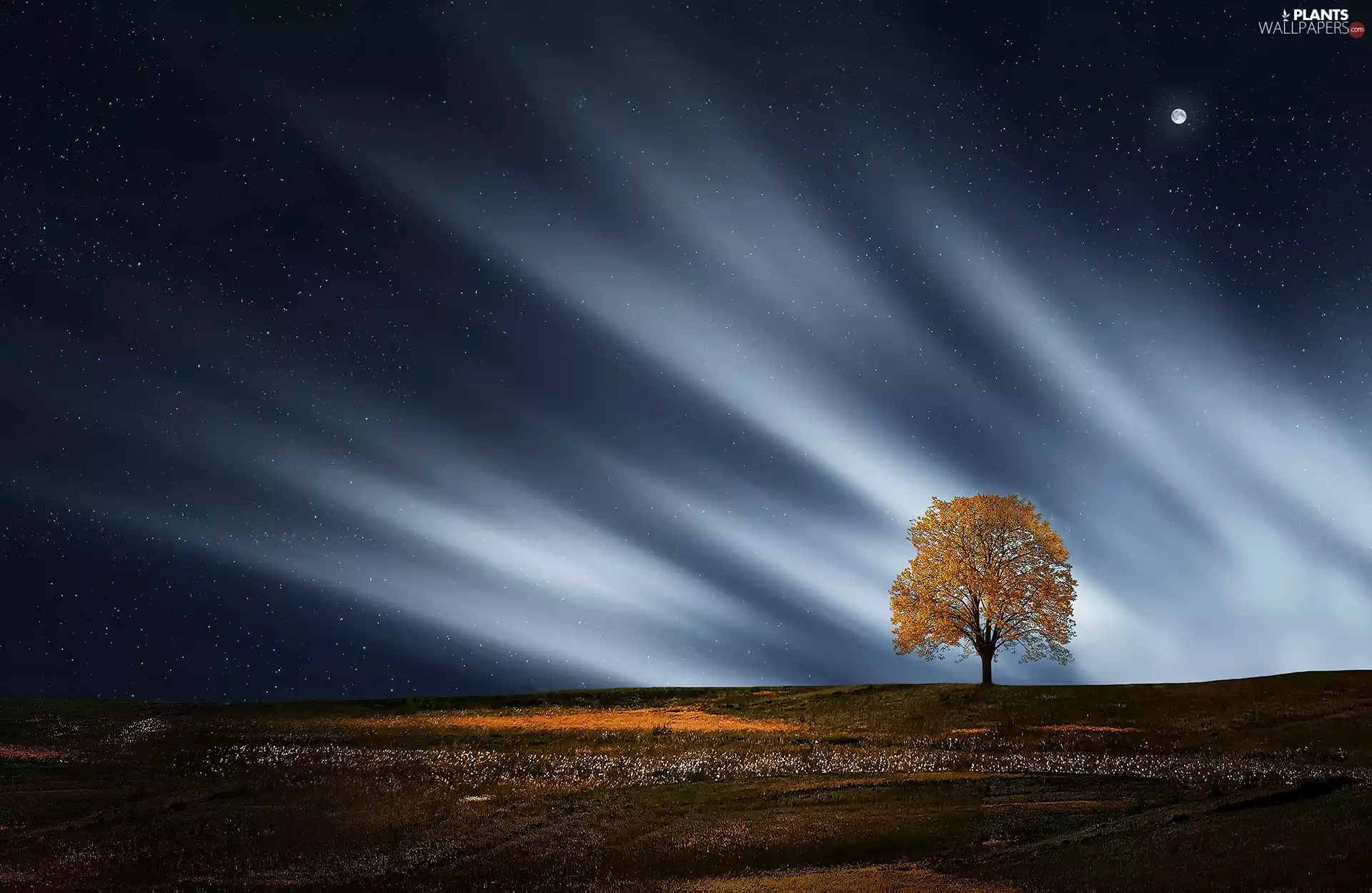 lonely, trees, beatyfull, Sky, awesome