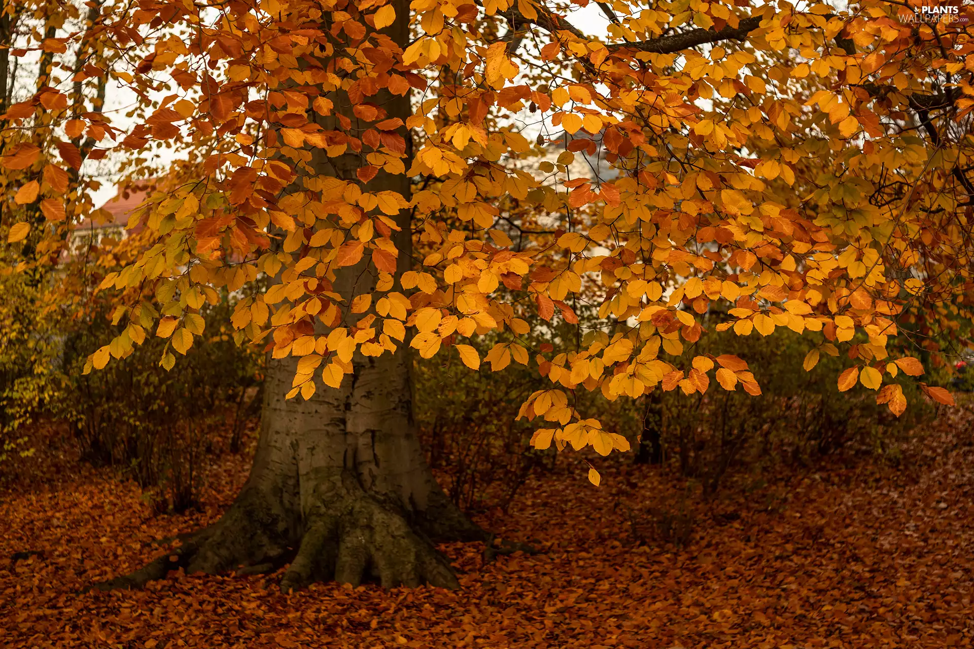 beech, Yellow, Leaf, trees