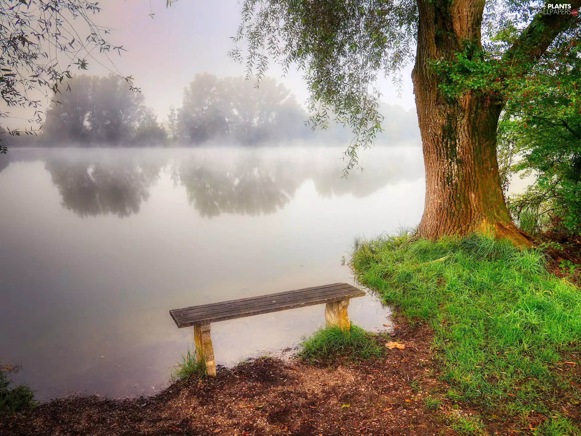 Bench, lake, Fog, trees
