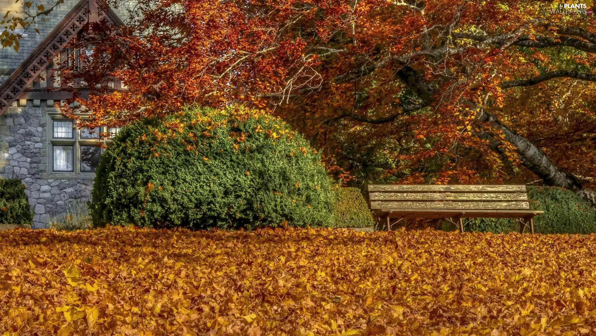 viewes, house, Bench, trees, autumn, Bush, Leaf