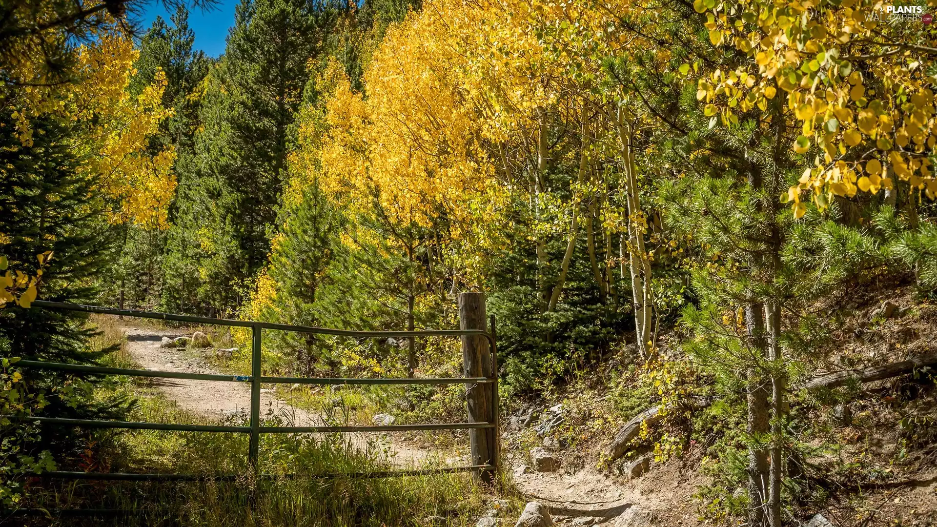 viewes, autumn, birch, trees, forest, pine, Way