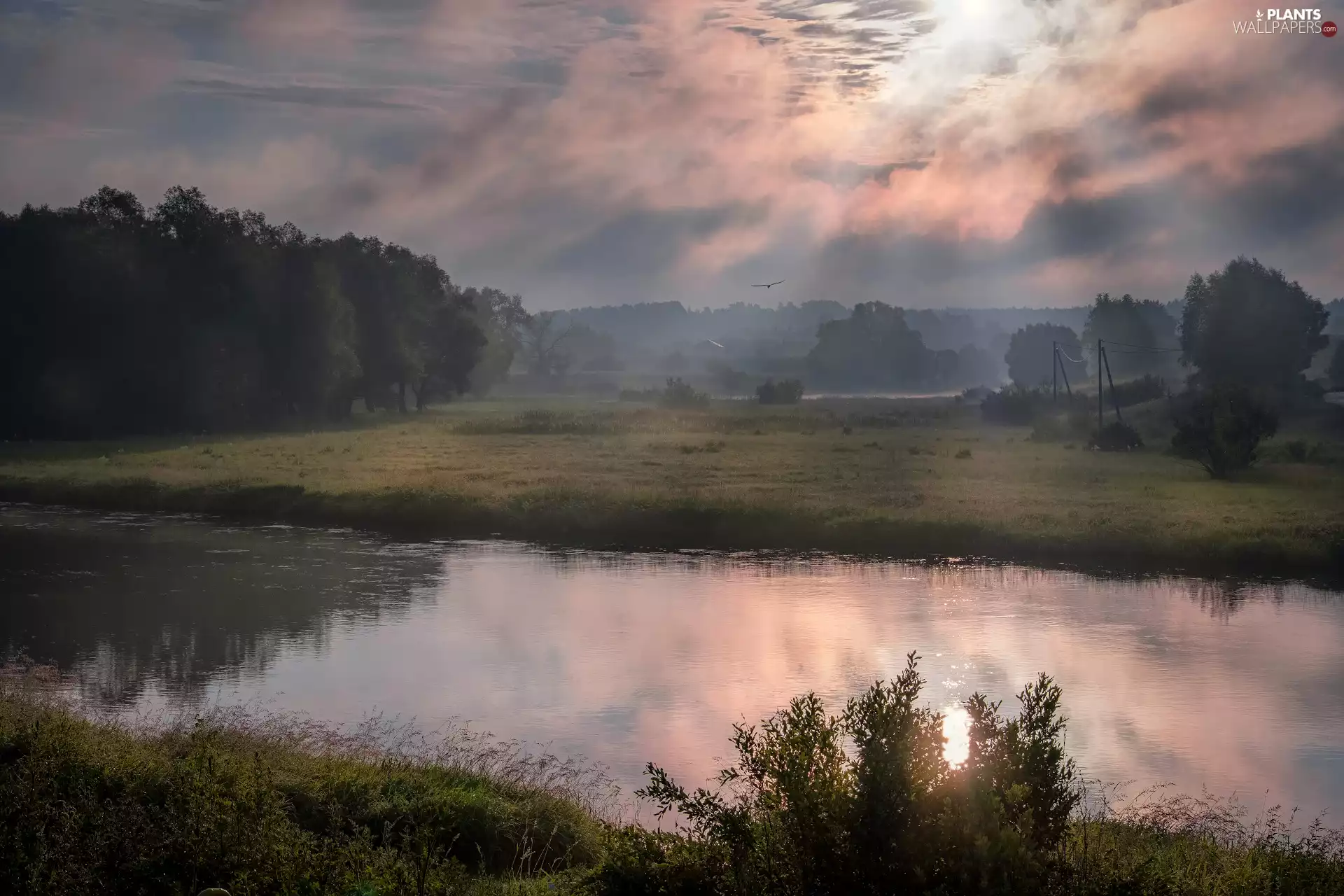 River, Fog, Bird, Meadow, viewes, Sunrise, morning, trees