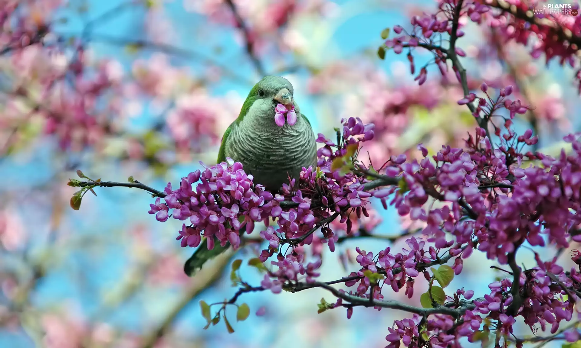 fruit, trees, Bird, flourishing, Green