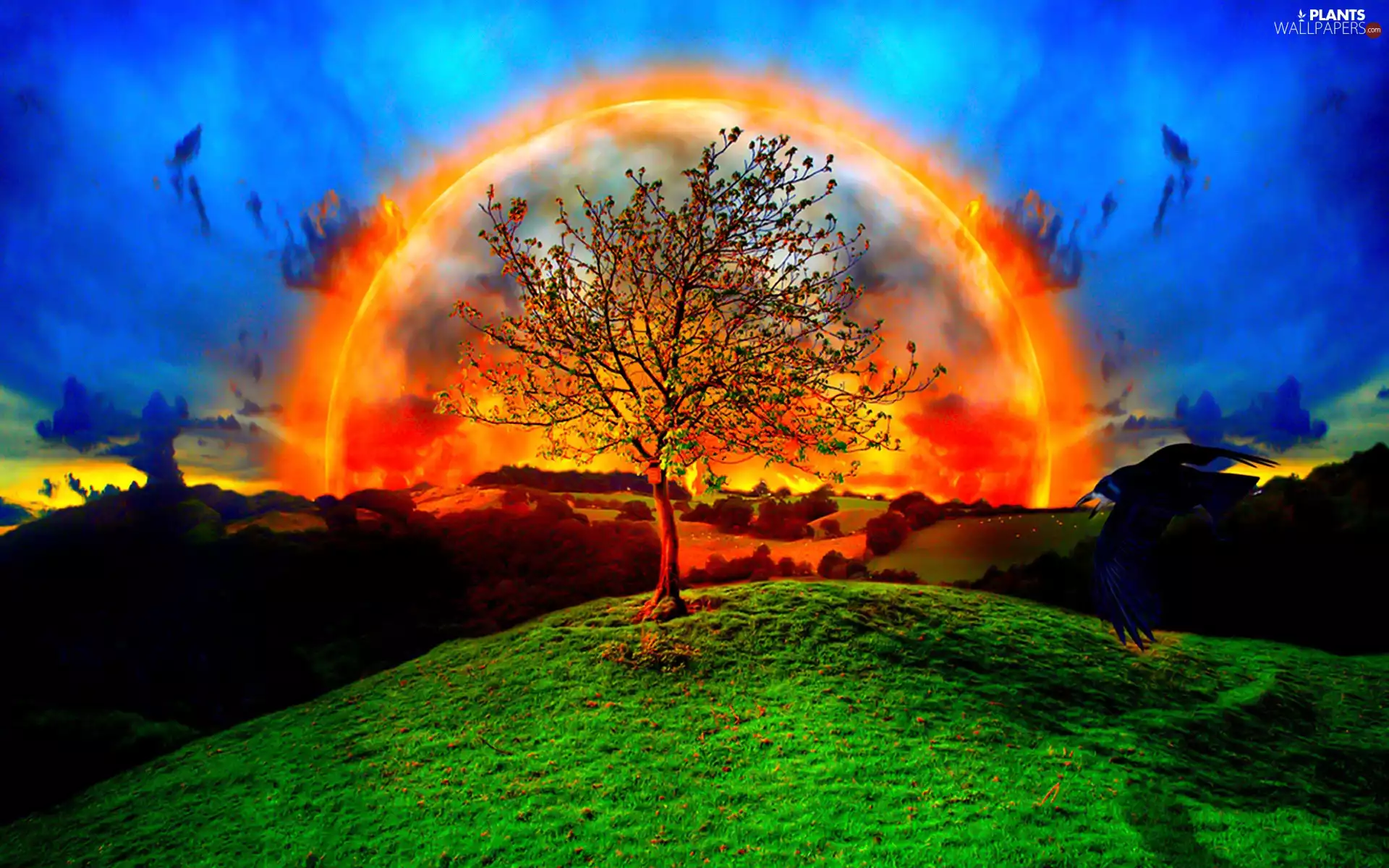 Fire, trees, Bird, Great Rainbows