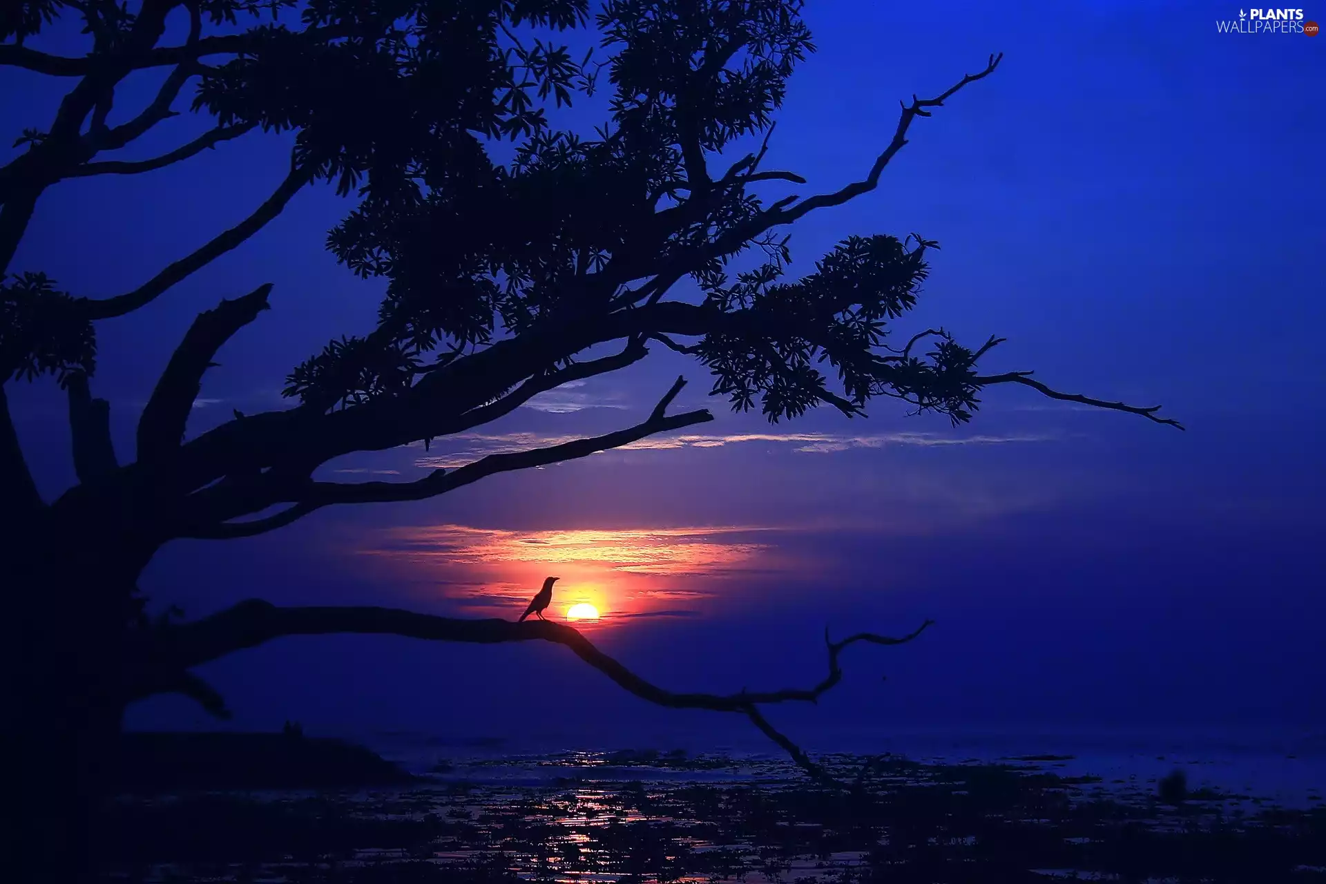 sea, Great Sunsets, trees, Sky, Bird