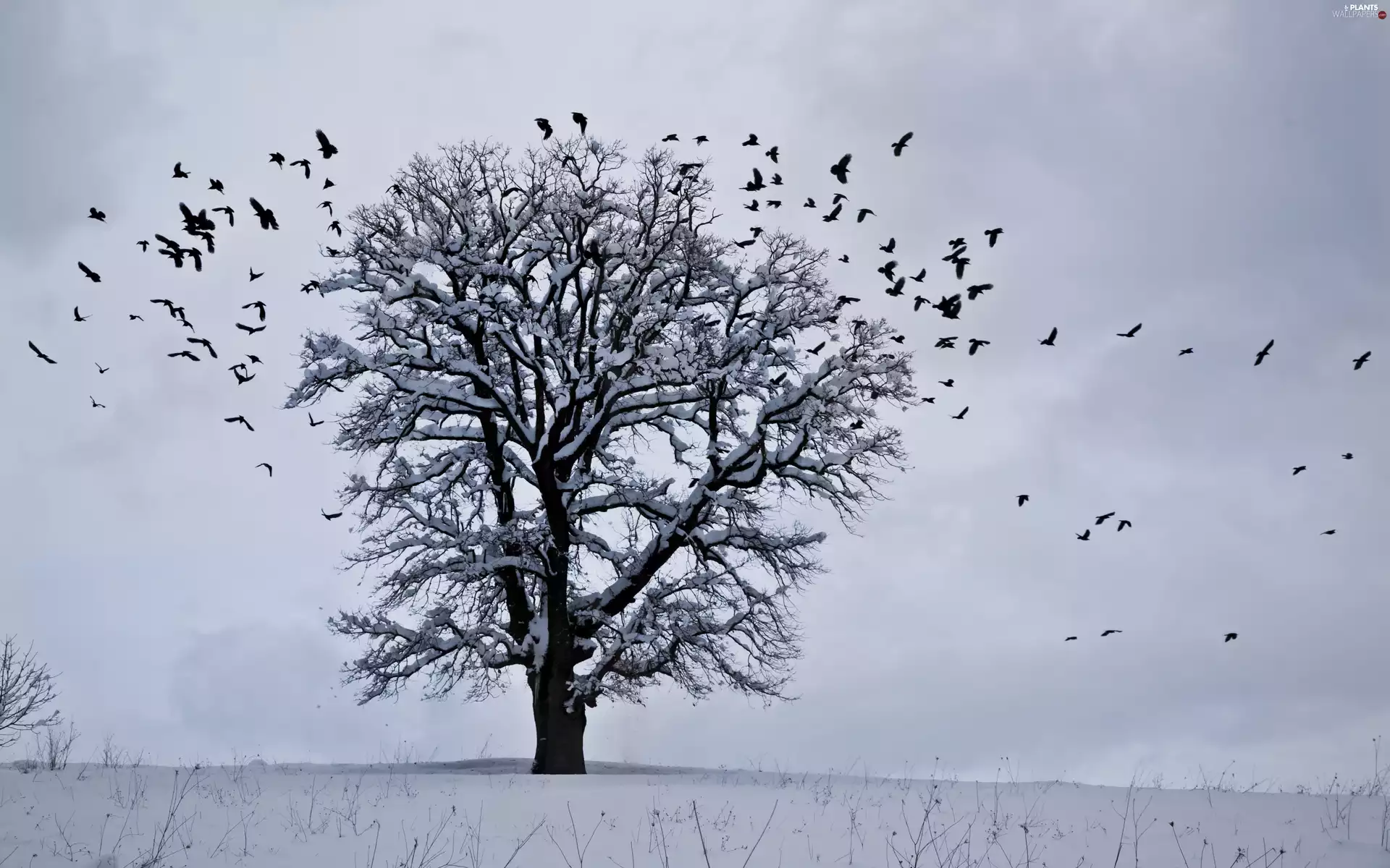 trees, winter, birds