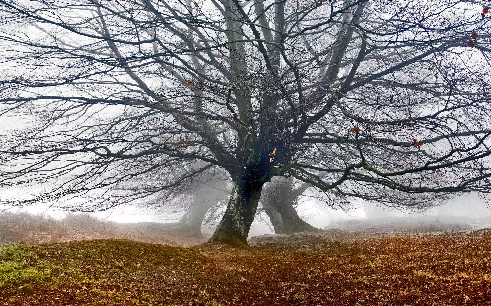Fog, Brecon Beacons National Park, leafless, oaks, trees, wales, Blorenge Hill, Blorenge Hill, autumn, viewes