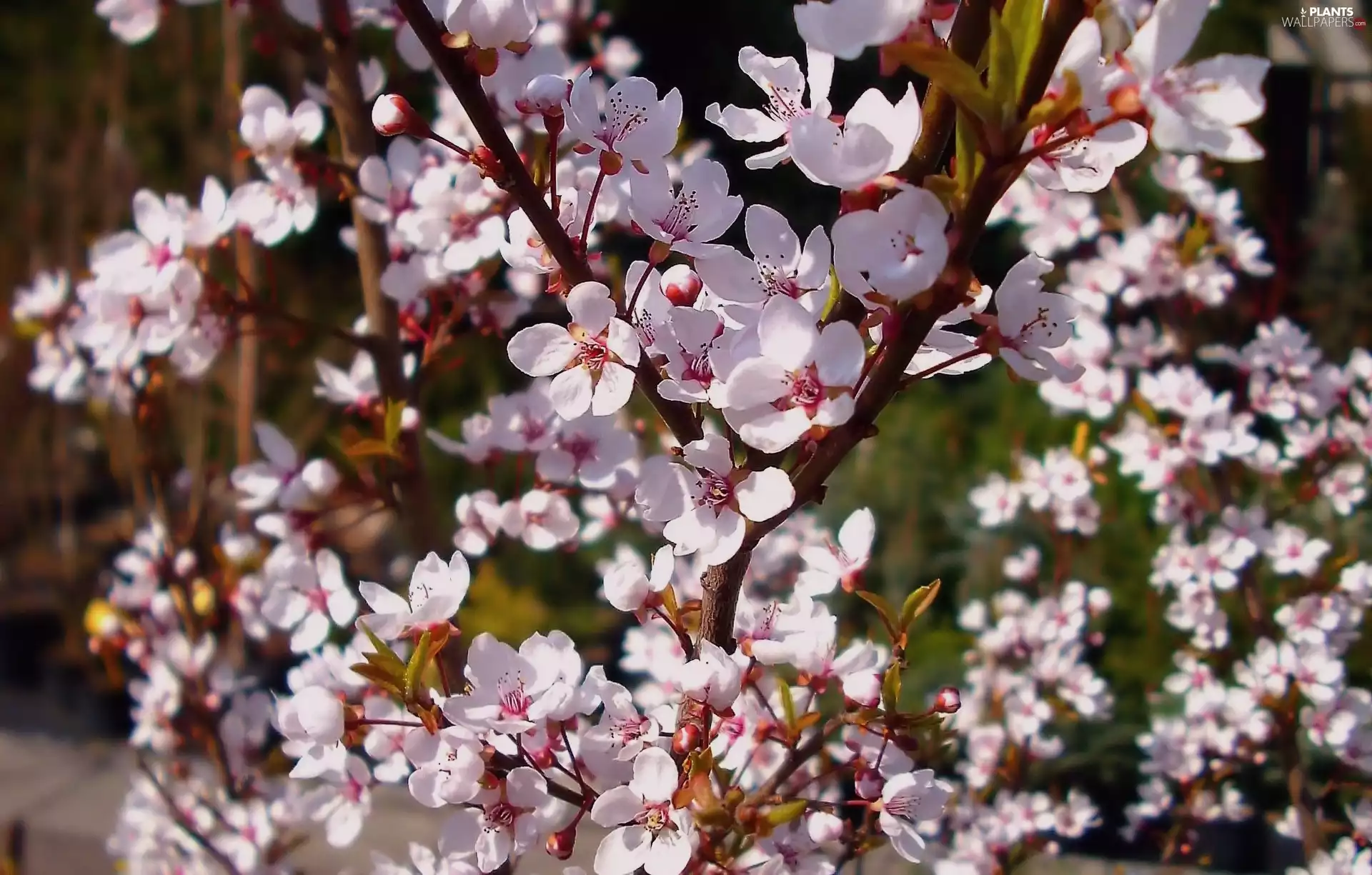 trees, Cherry Blossoms