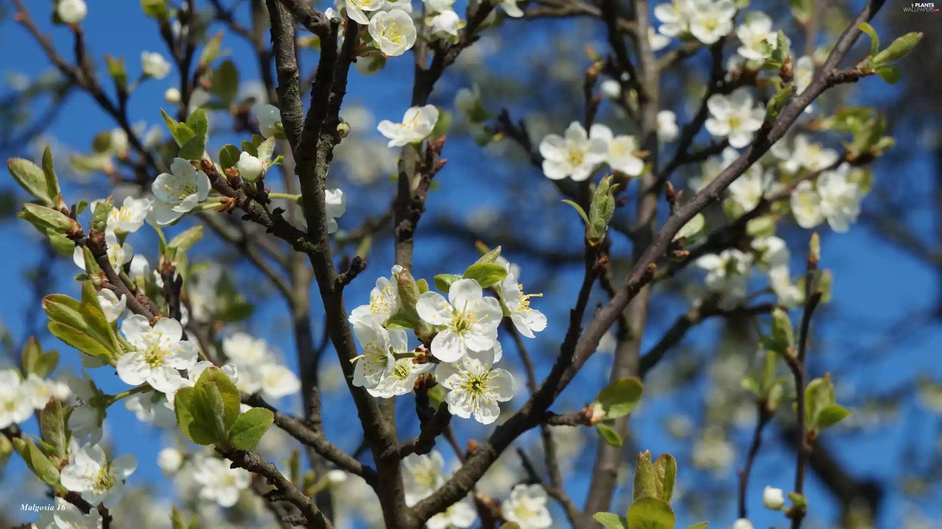 fruit, Flowers, Blue, trees, White, Twigs, Sky