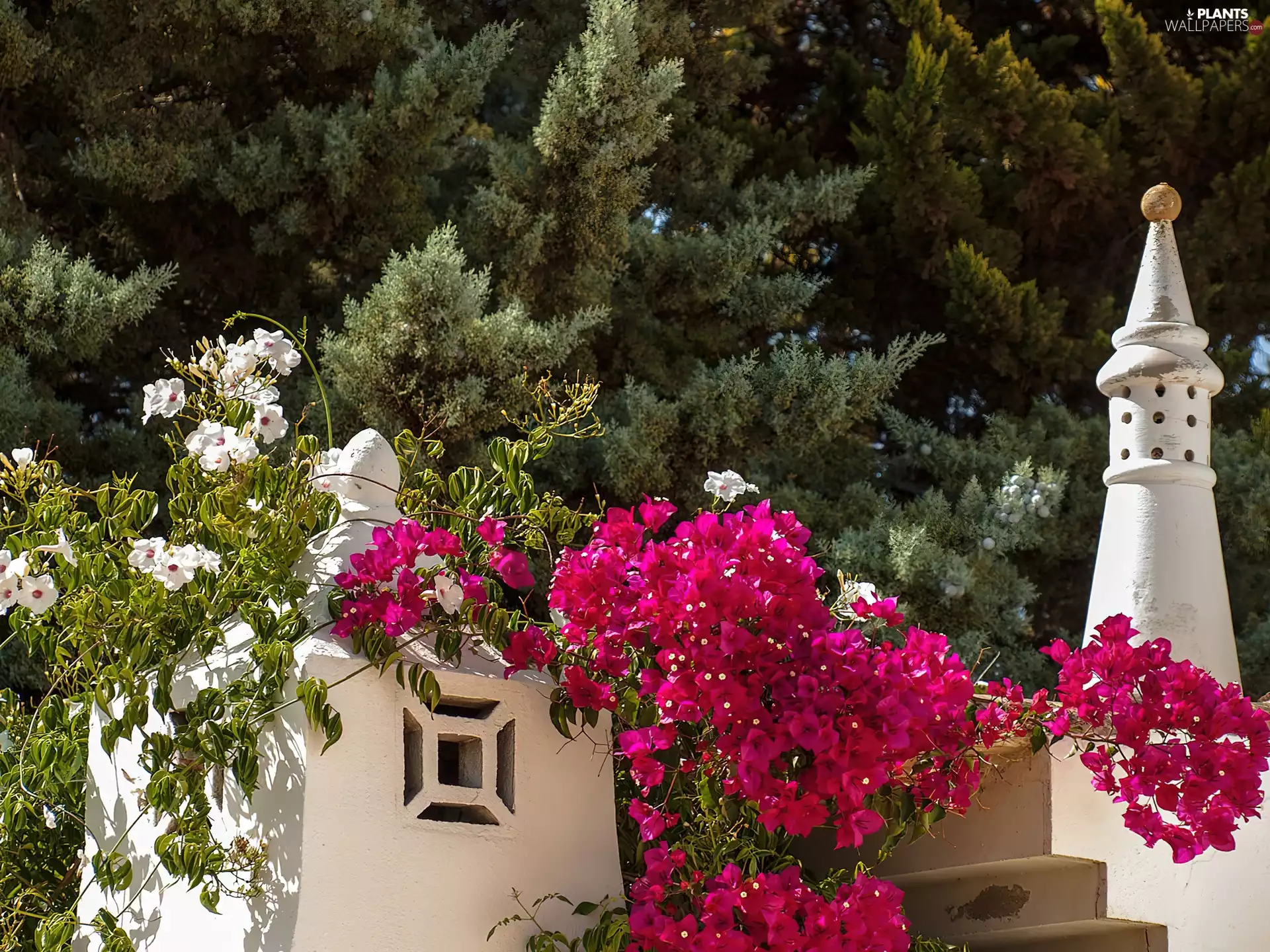Bougainvillea, viewes, Portugal, trees