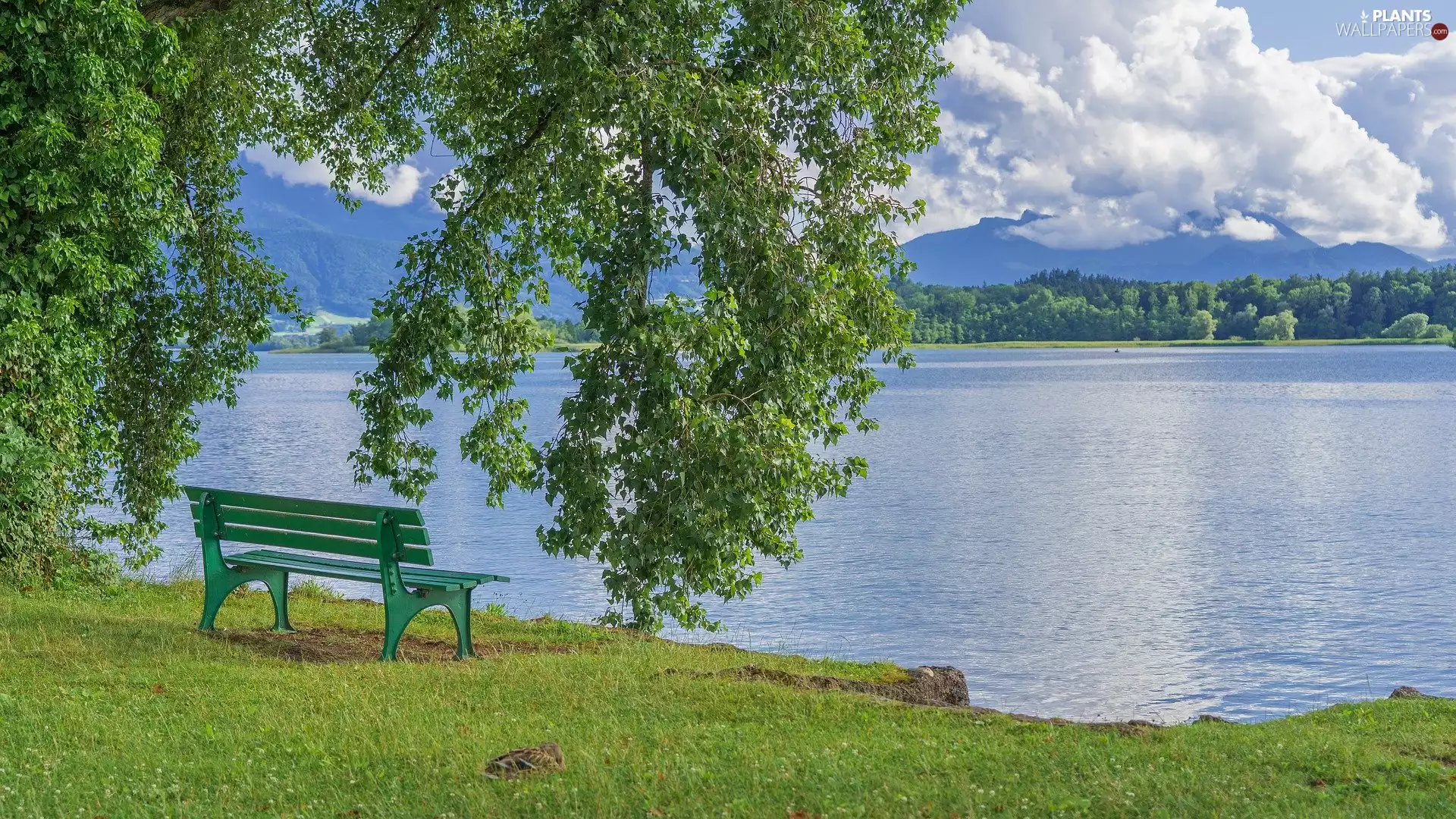 lake, trees, branch pics, Bench