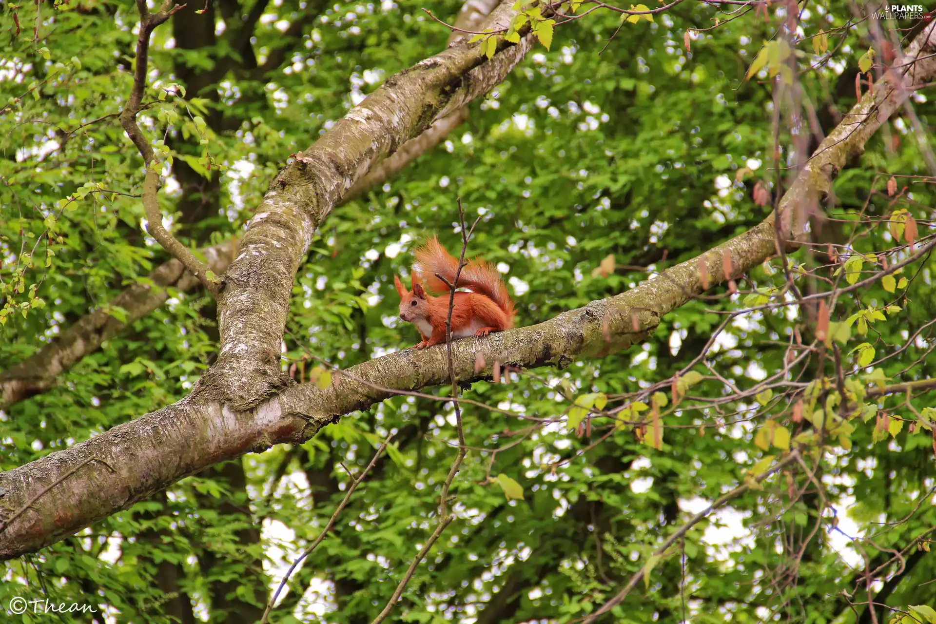 squirrel, trees, branch pics, Ginger