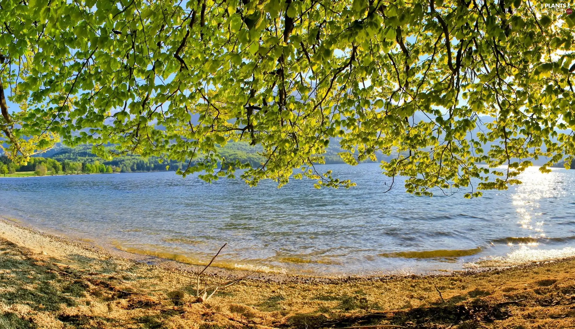 trees, viewes, branch pics, Leaf, lake