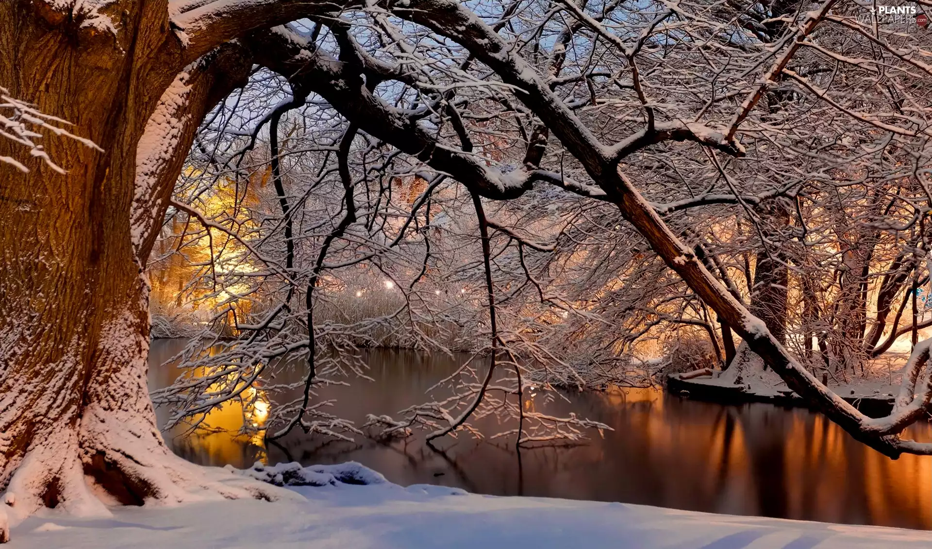 winter, trees, branch pics, River