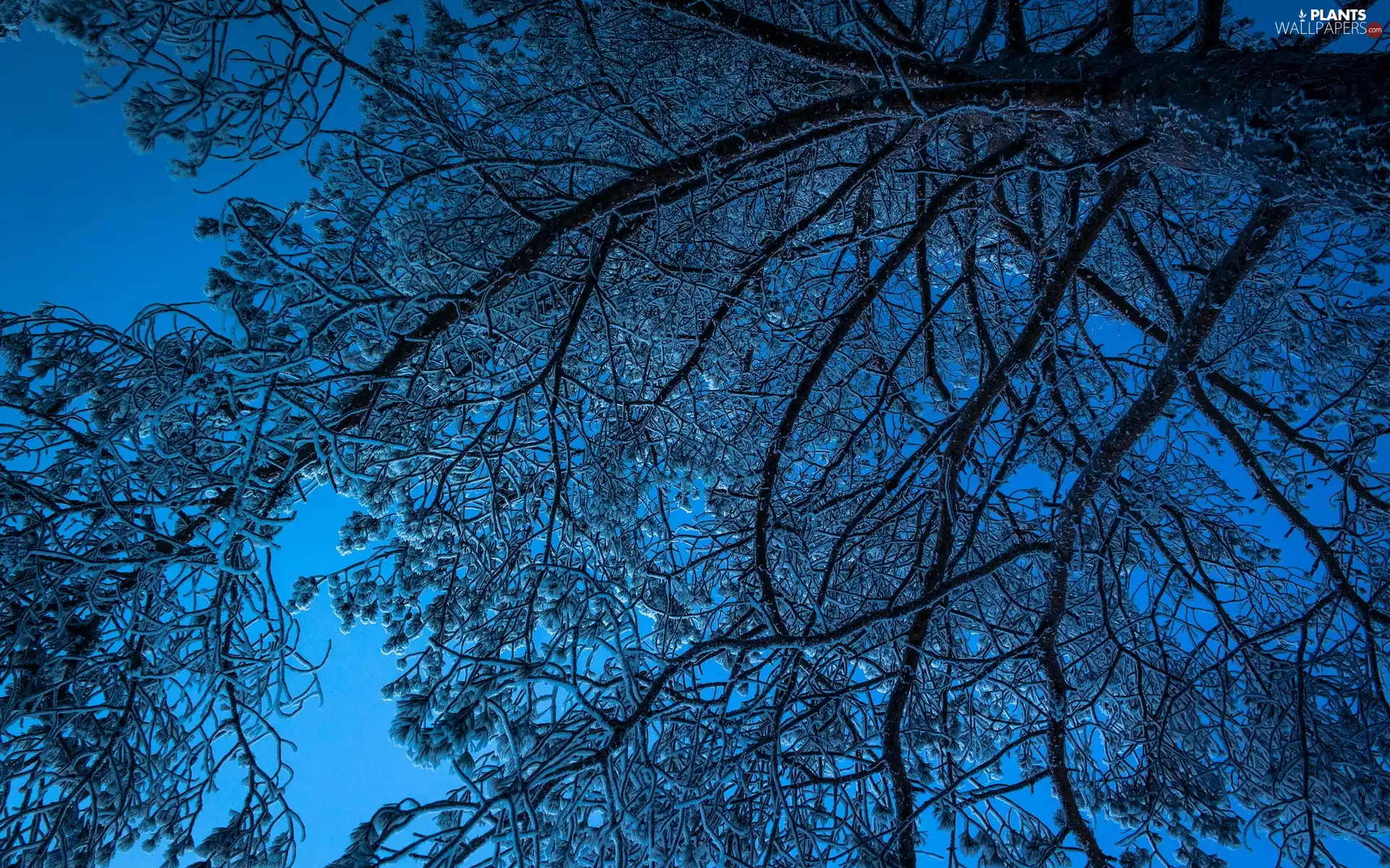 branch pics, Sky, trees