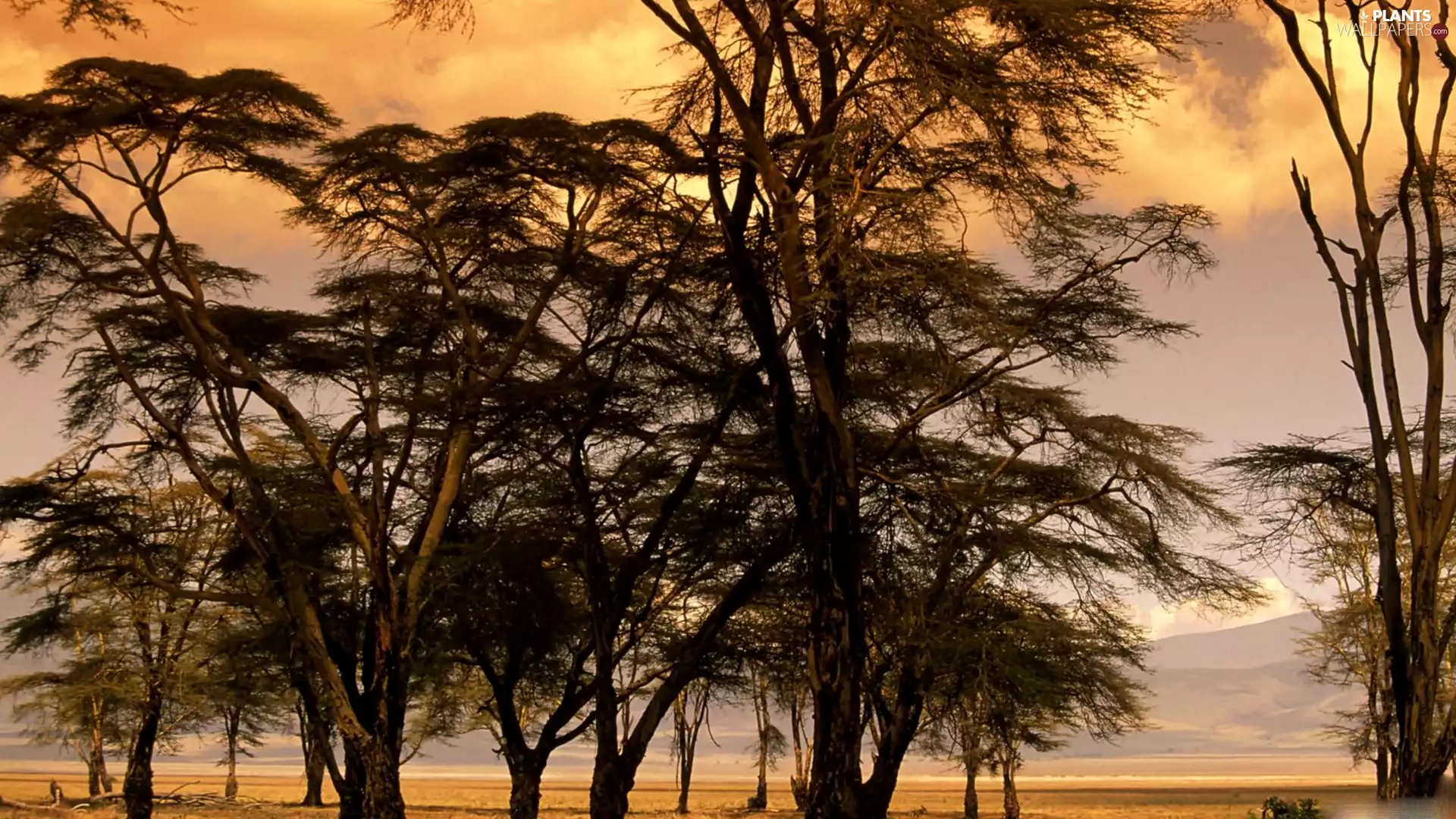 trees, Desert, branches