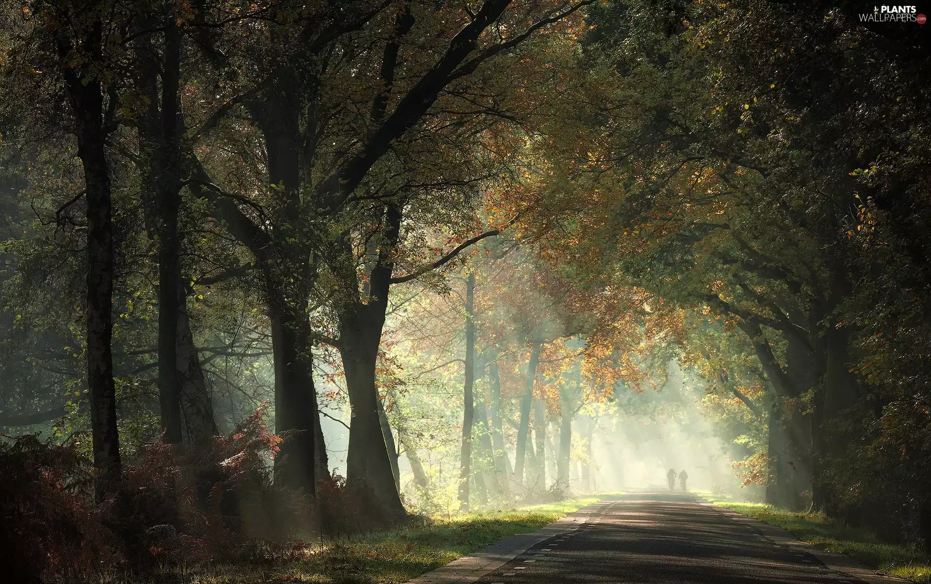 trees, forest, Way, Characters, viewes, light breaking through sky