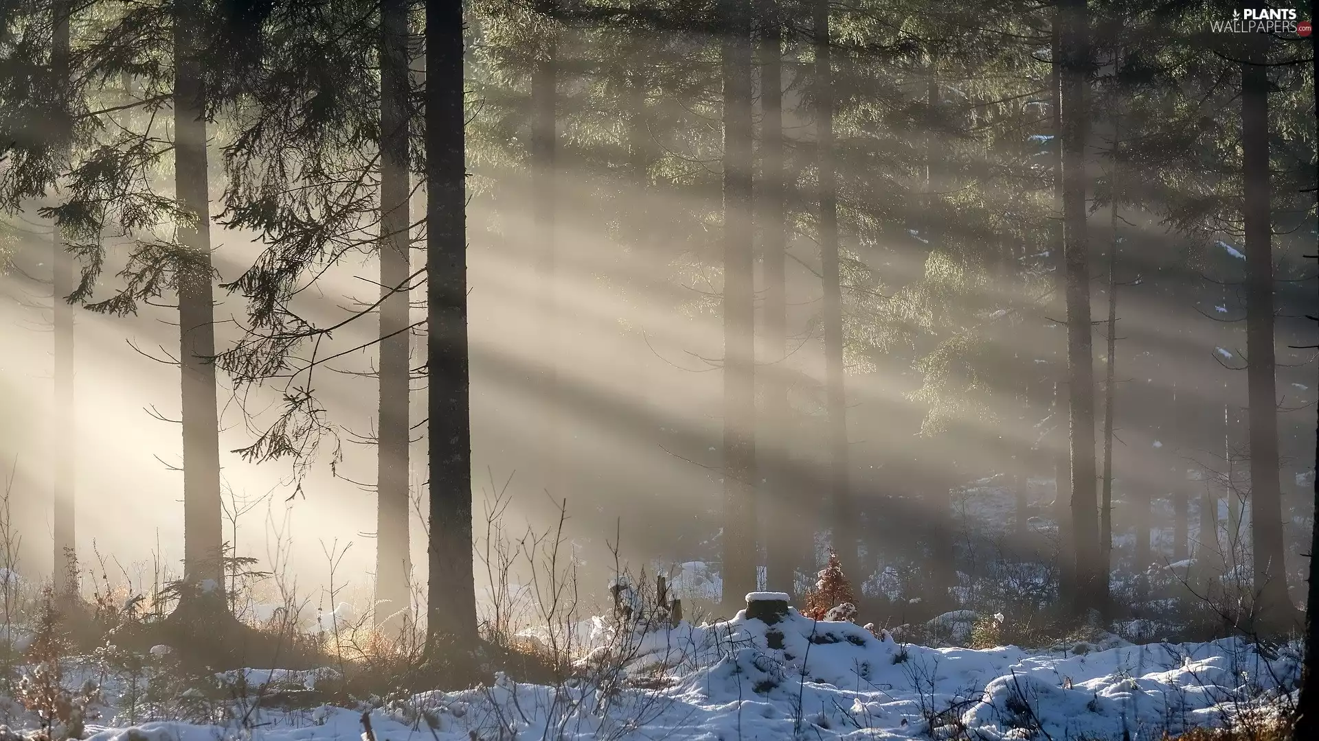 snow, light breaking through sky, viewes, forest, trees