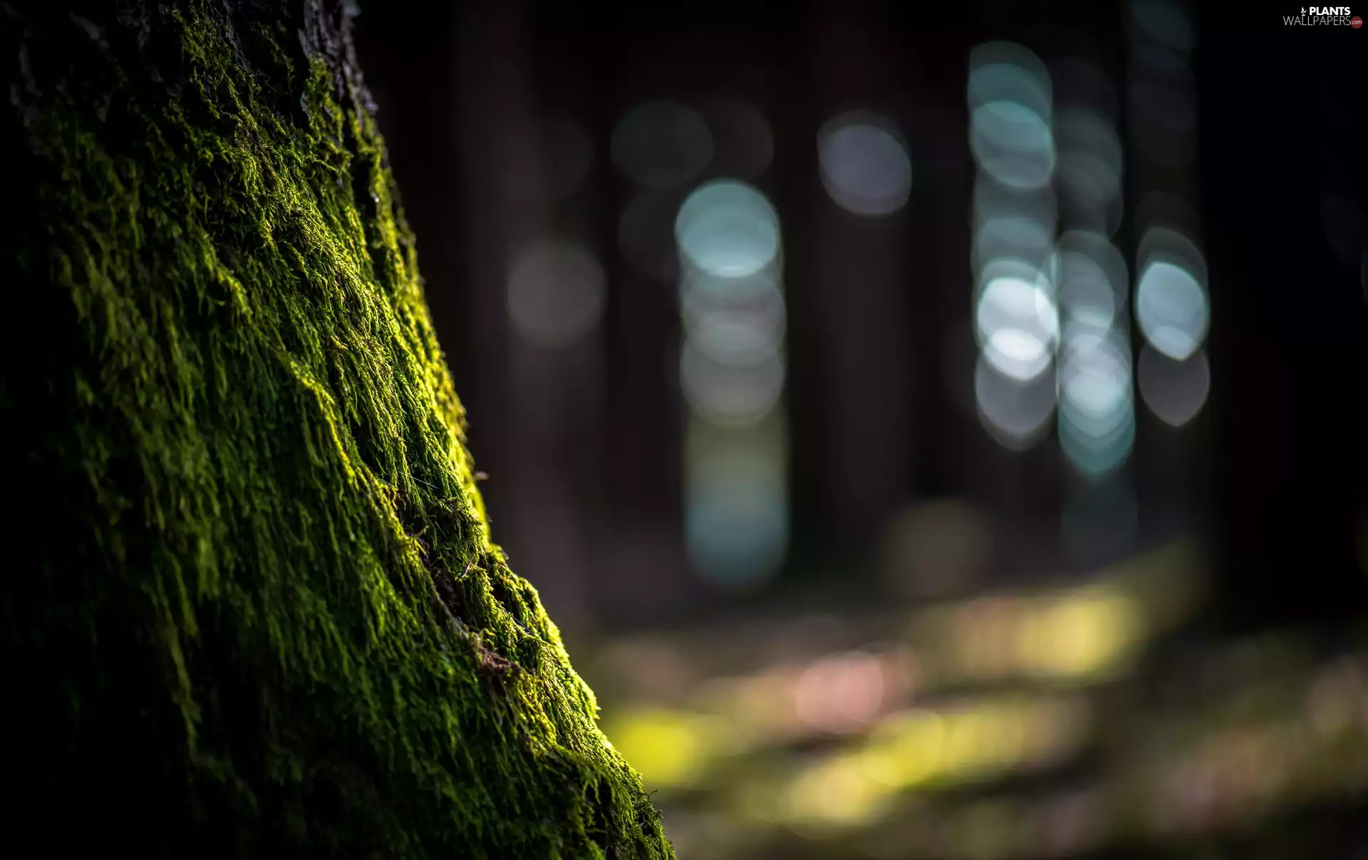 forest, light breaking through sky, trunk, Moss, trees