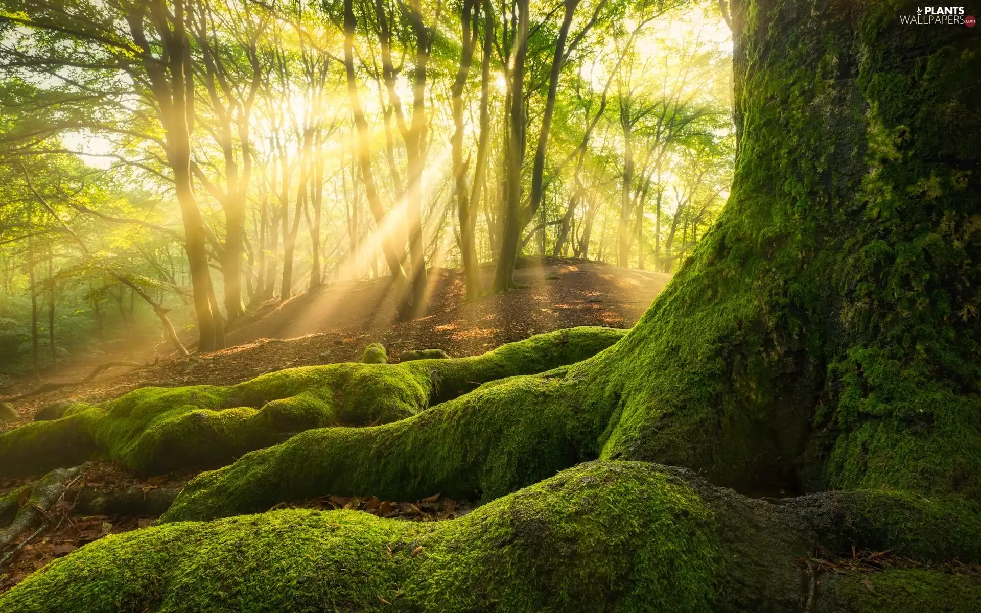 trunk, light breaking through sky, mossy, roots, trees