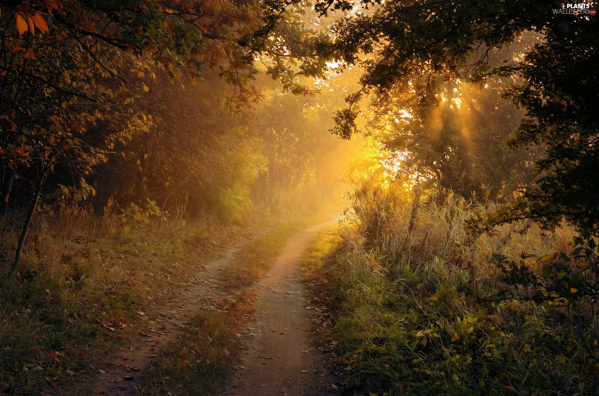 forest, light breaking through sky, viewes, Way, trees