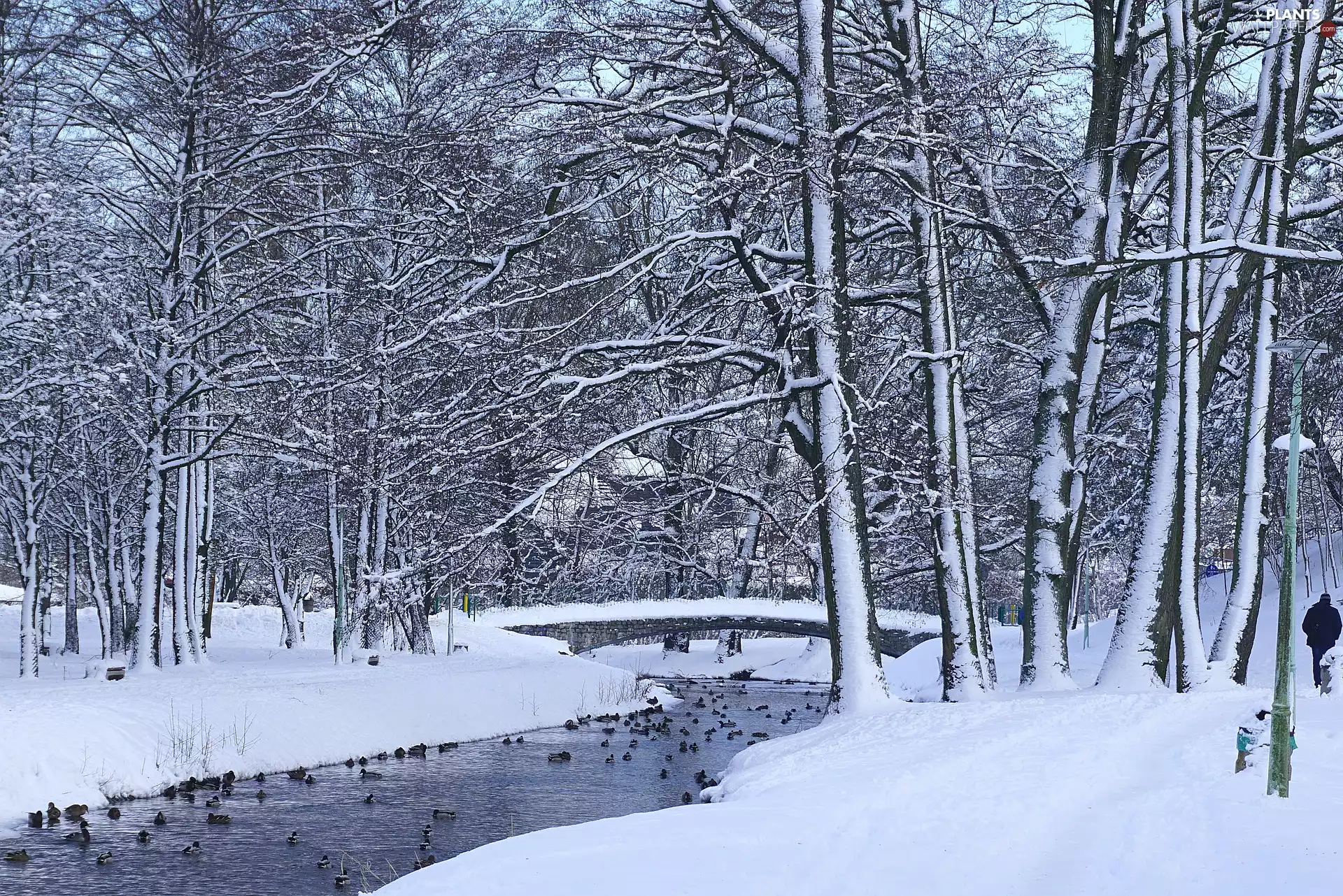 viewes, Park, bridges, trees, winter, River, ducks