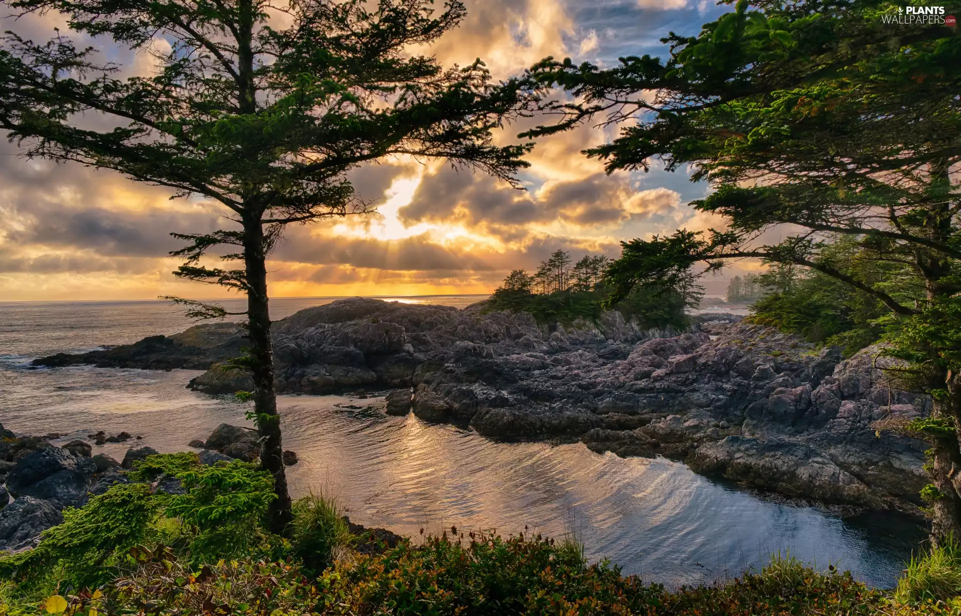 Wild Pacific Trail, sea, viewes, Sunrise, trees, British Columbia, Canada, clouds