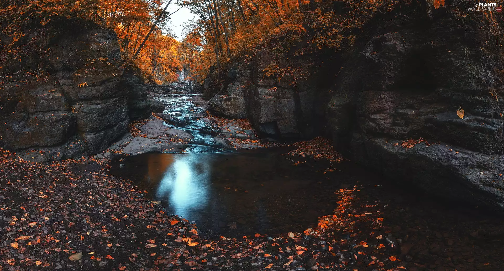 viewes, rocks, brook, trees, autumn, stream, Leaf