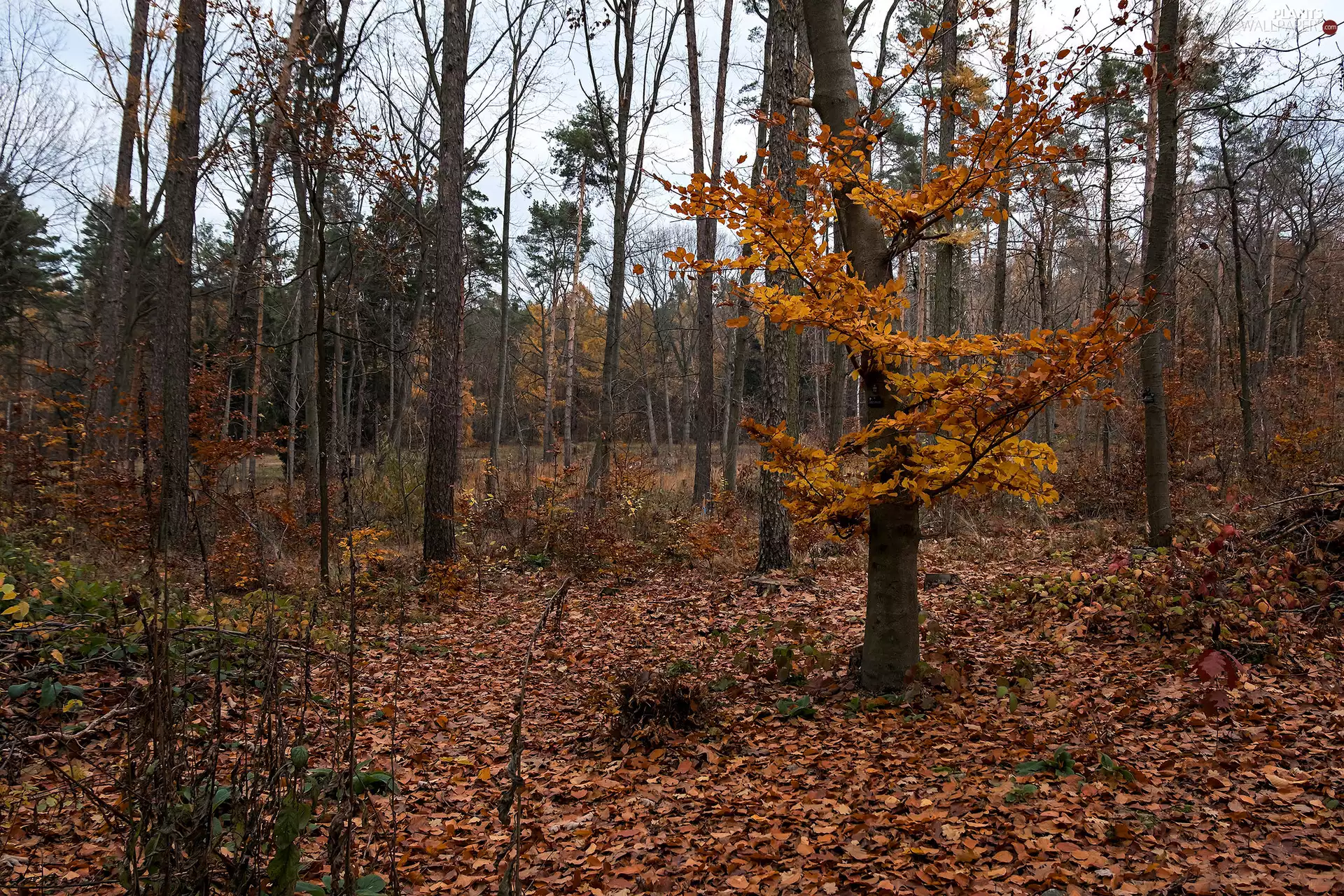 viewes, autumn, Brown, trees, forest, fallen, Leaf